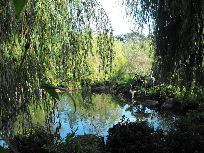 Пруд пруди: Декоративный водоем на участке — что важно знать