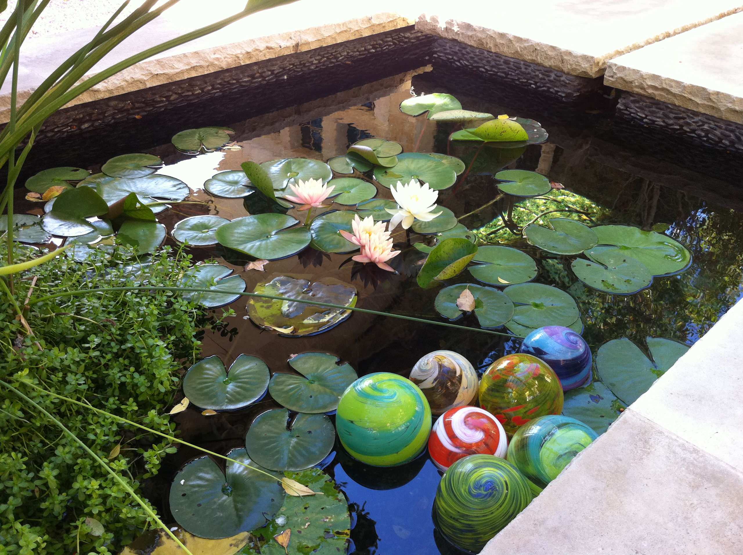 Концы в воду: Декоративные растения для оформления пруда