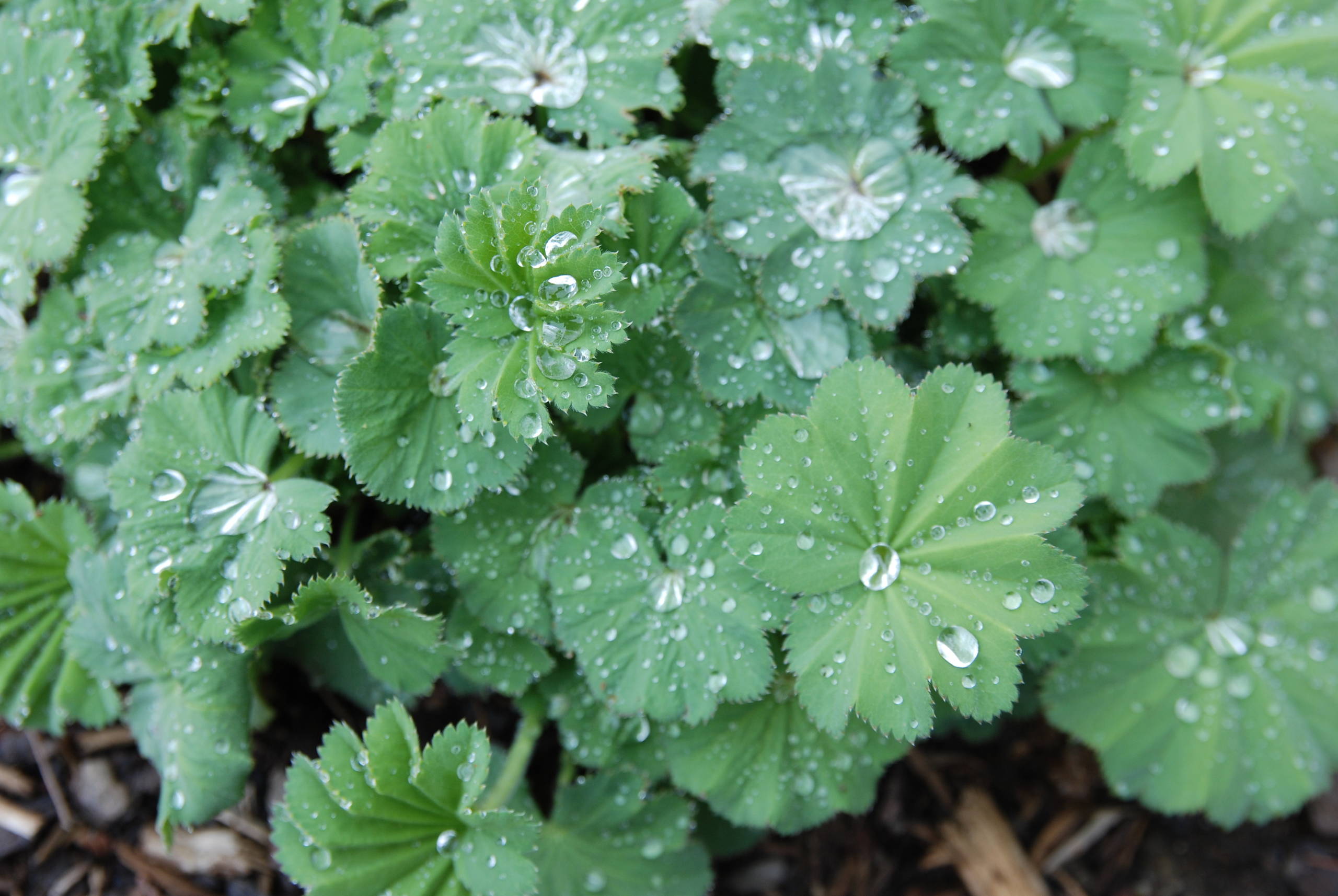 Растения: Выбираем декоративнолистные для сада