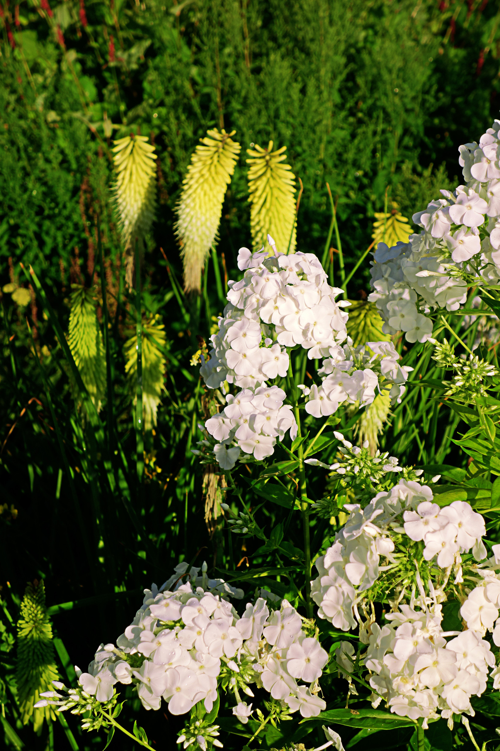 Растение месяца: Флокс метельчатый
