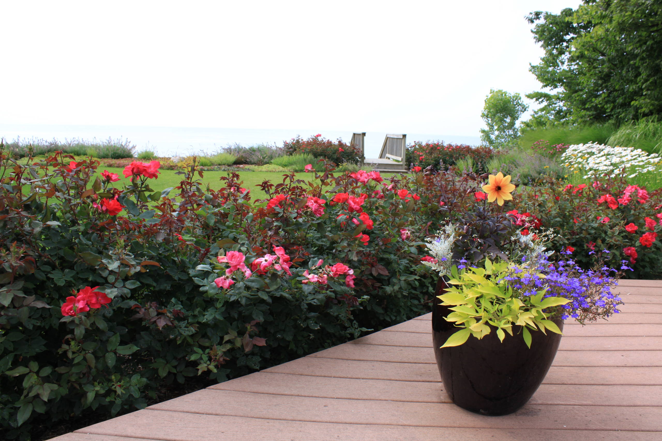 Розы в дизайне сада: Что они могут, а что нет