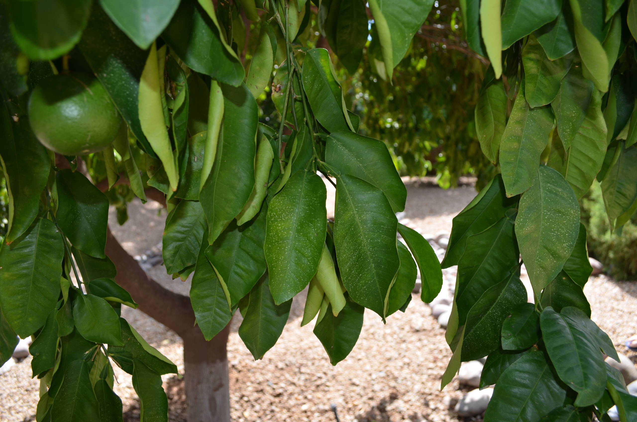 Работа над ошибками: Что пошло не так с деревьями