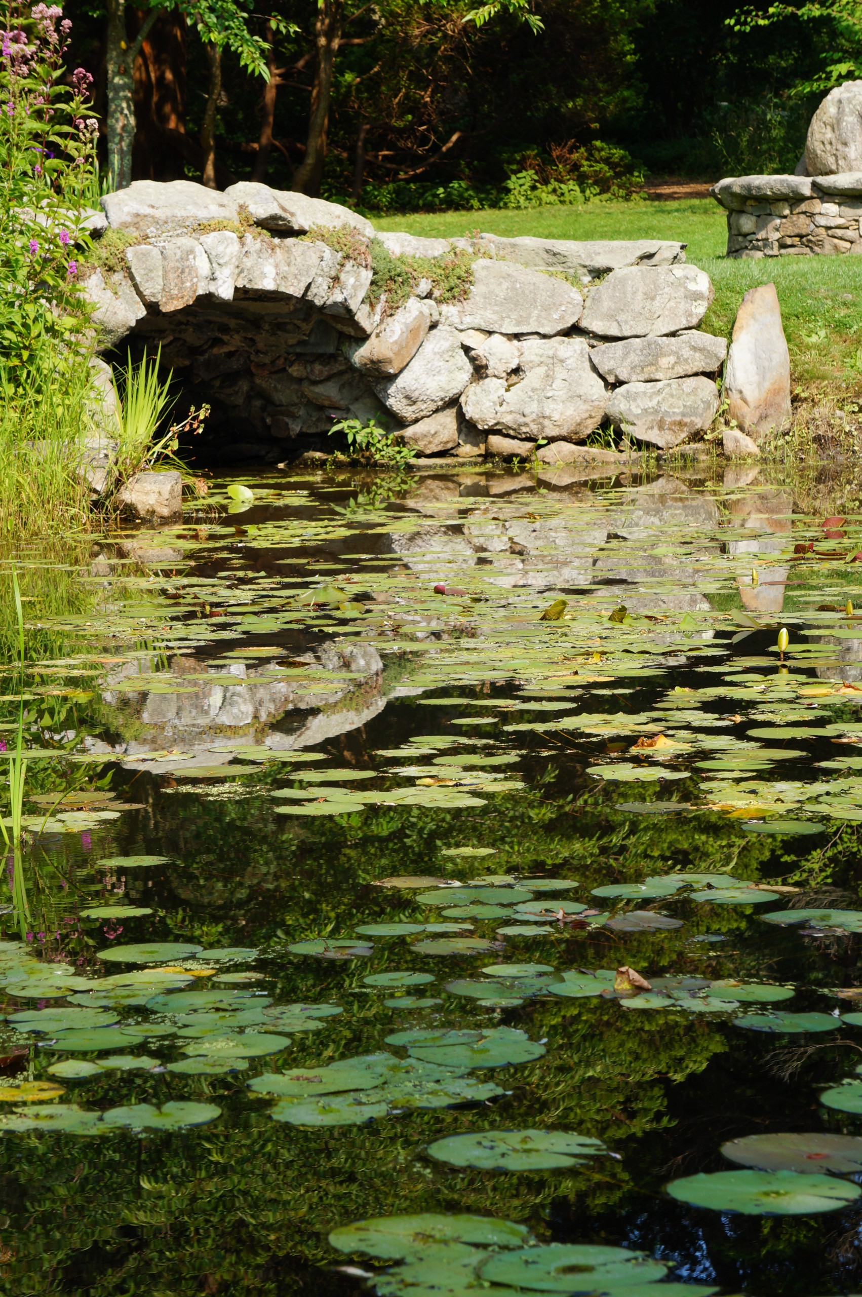 Концы в воду: Декоративные растения для оформления пруда