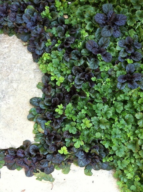 Почвопокровные растения: Зеленый ковер для сада