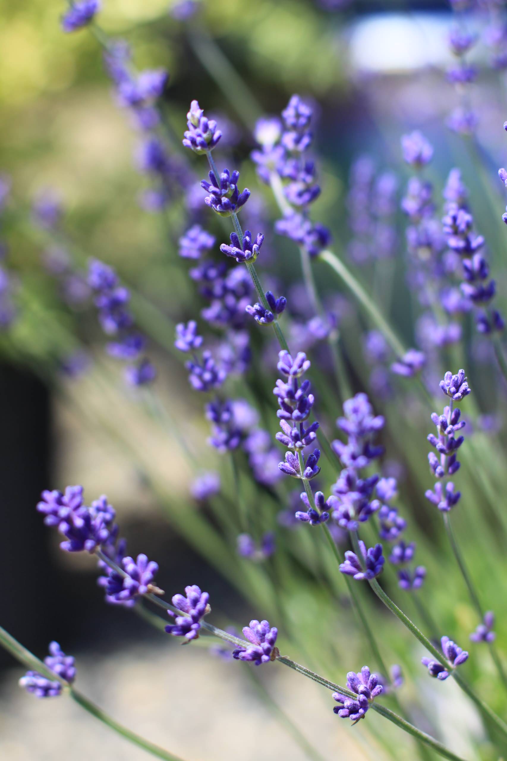 Хороший вопрос: Как создать арома-сад на даче