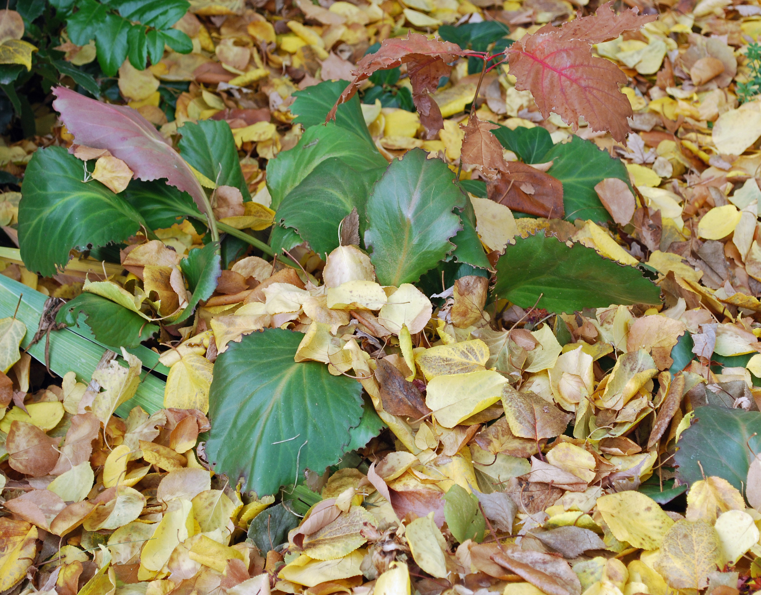 Календарь на октябрь: Работы в саду и на даче