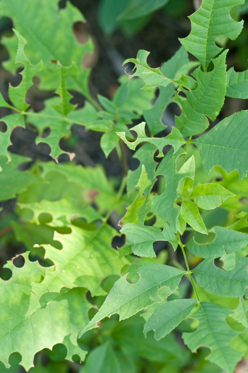 Что делать: Весенняя обработка сада от вредителей