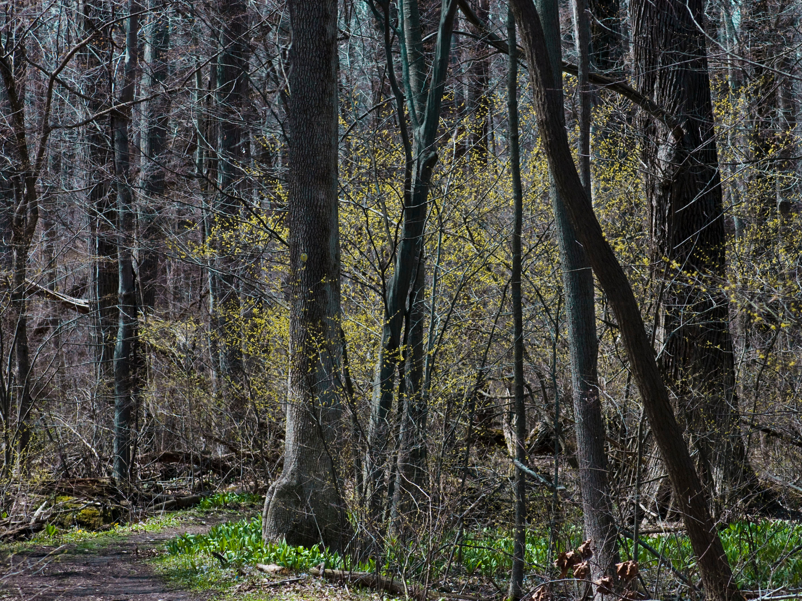 Корневая система растений: Почему важно в ней разбираться