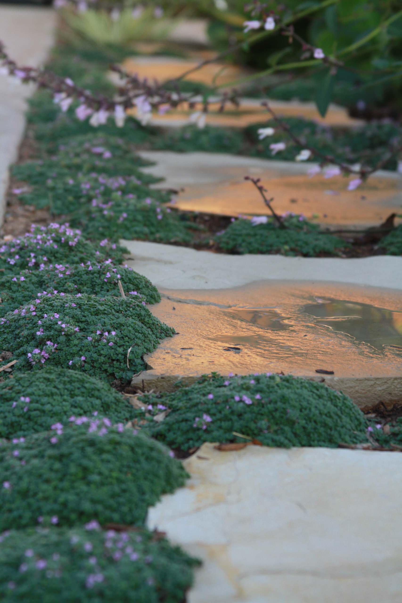 Почвопокровные растения: Зеленый ковер для сада