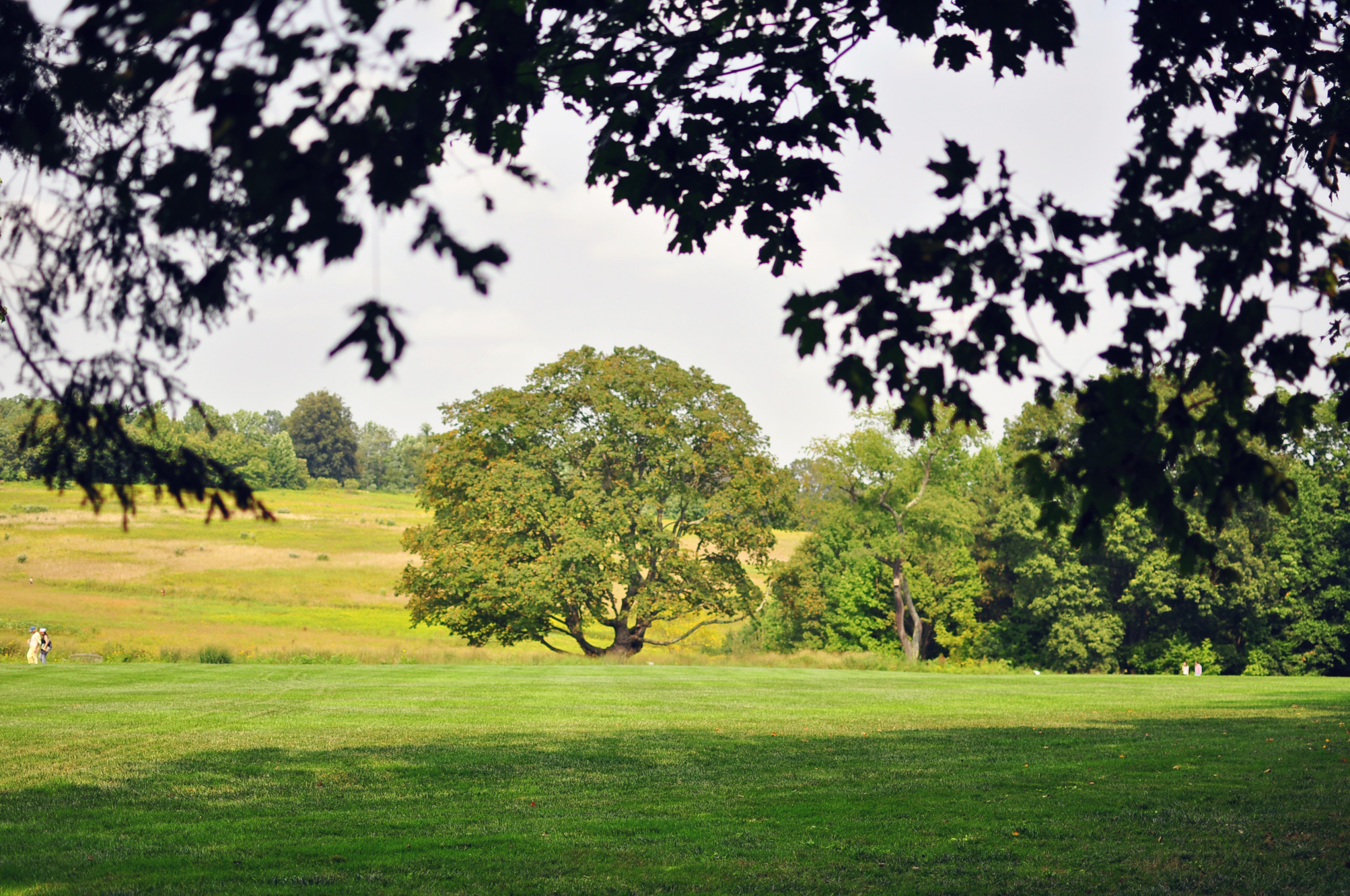 Сад без клумб: Оставляем только деревья и кустарники