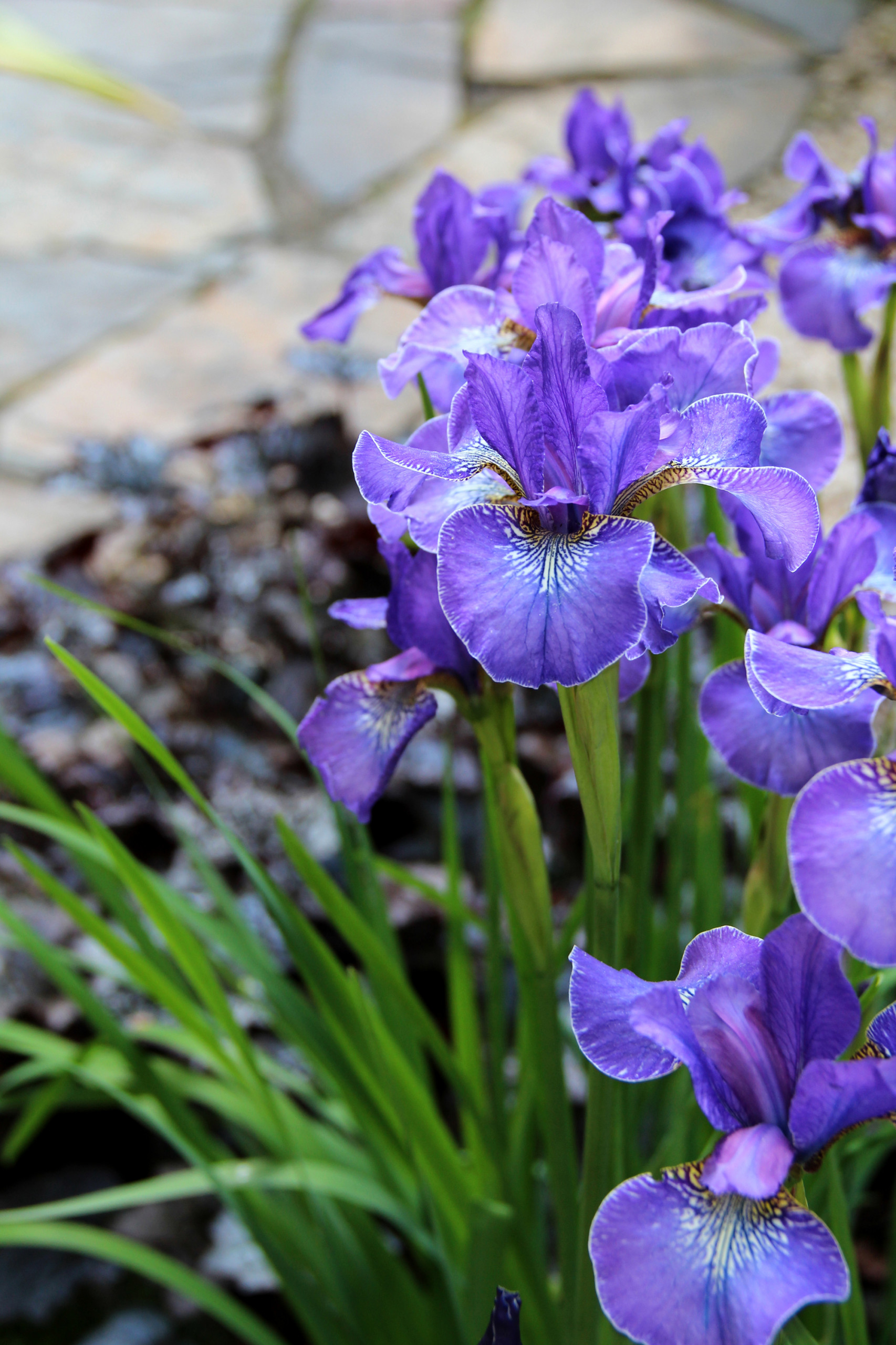 Влага во благо: Что делать с сырым заболоченным участком