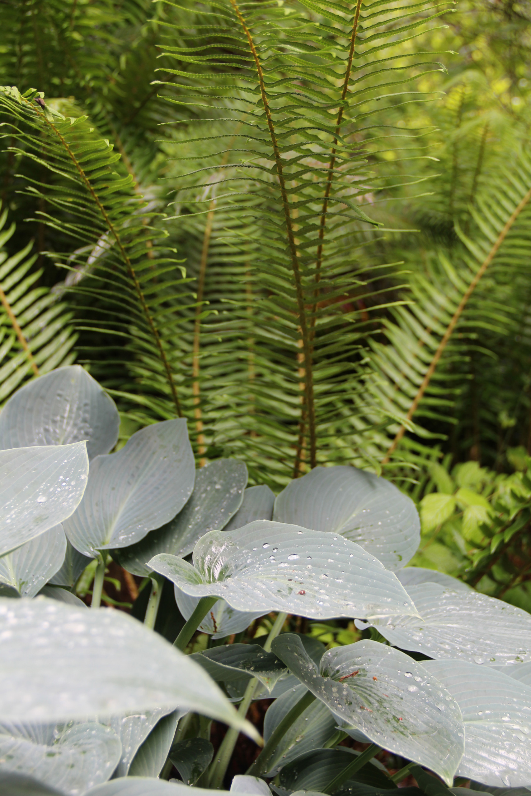Влага во благо: Что делать с сырым заболоченным участком