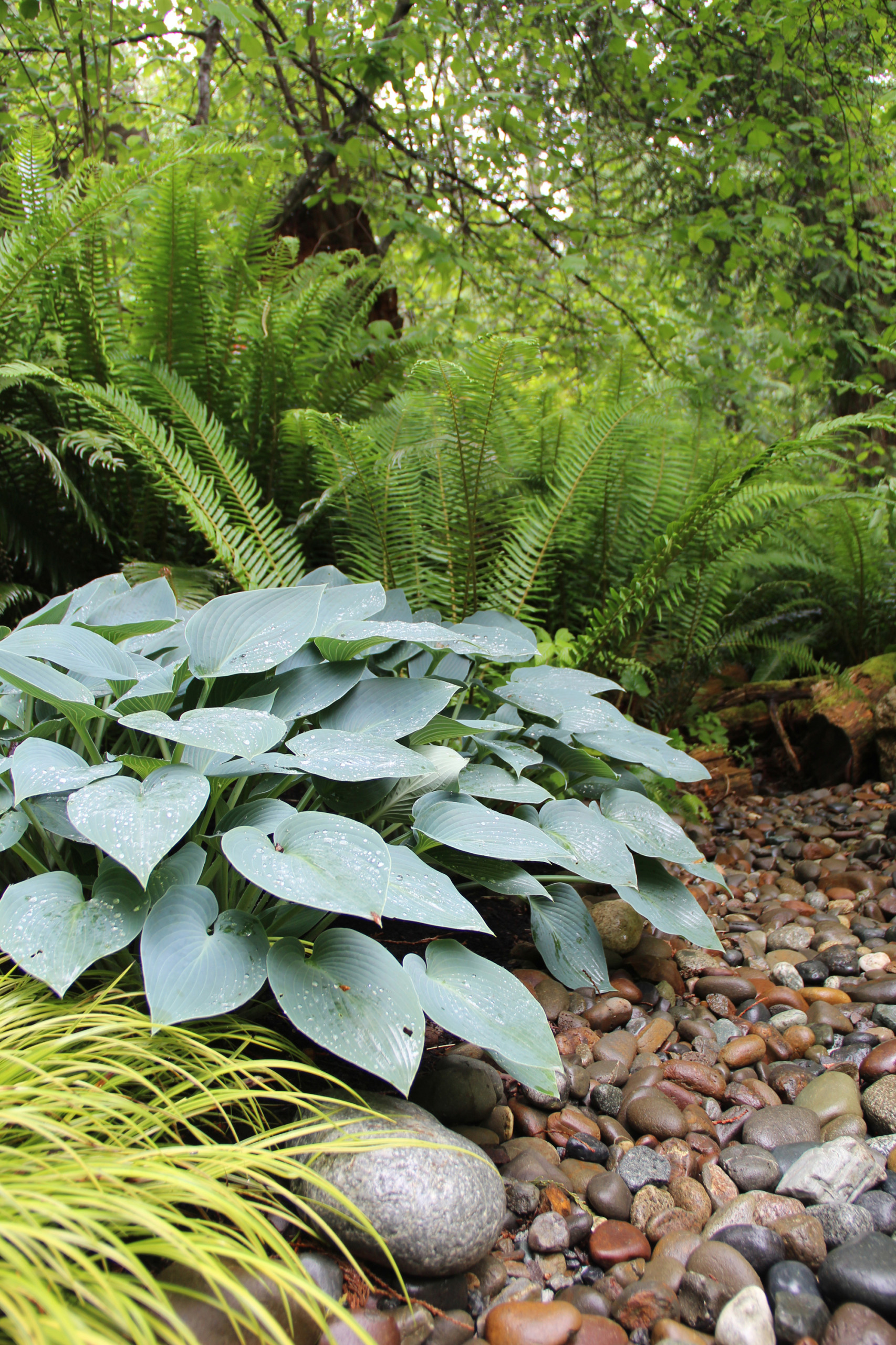 Уходим в тень: Теневыносливые растения для сада