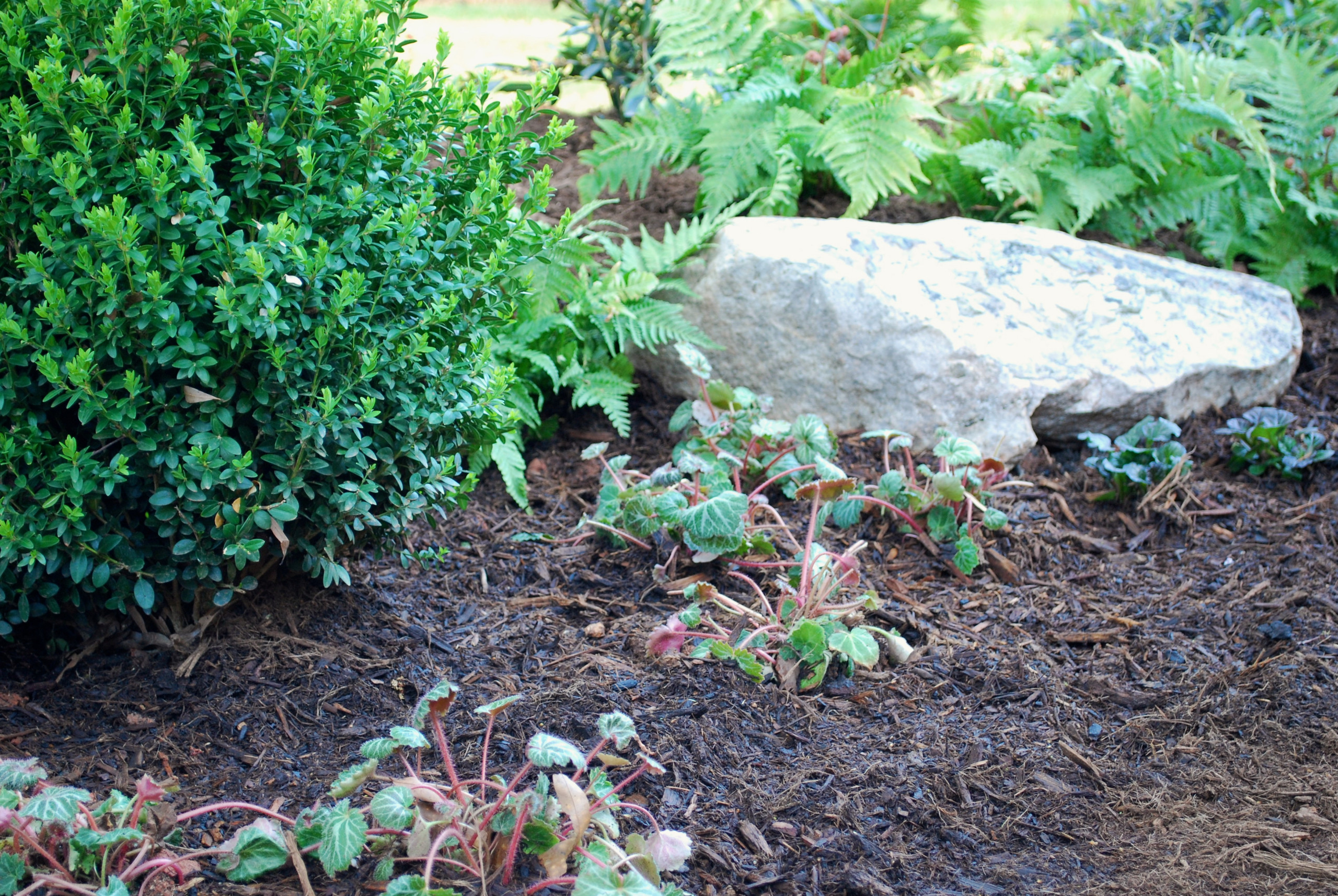 Работа над ошибками: Что пошло не так на клумбе