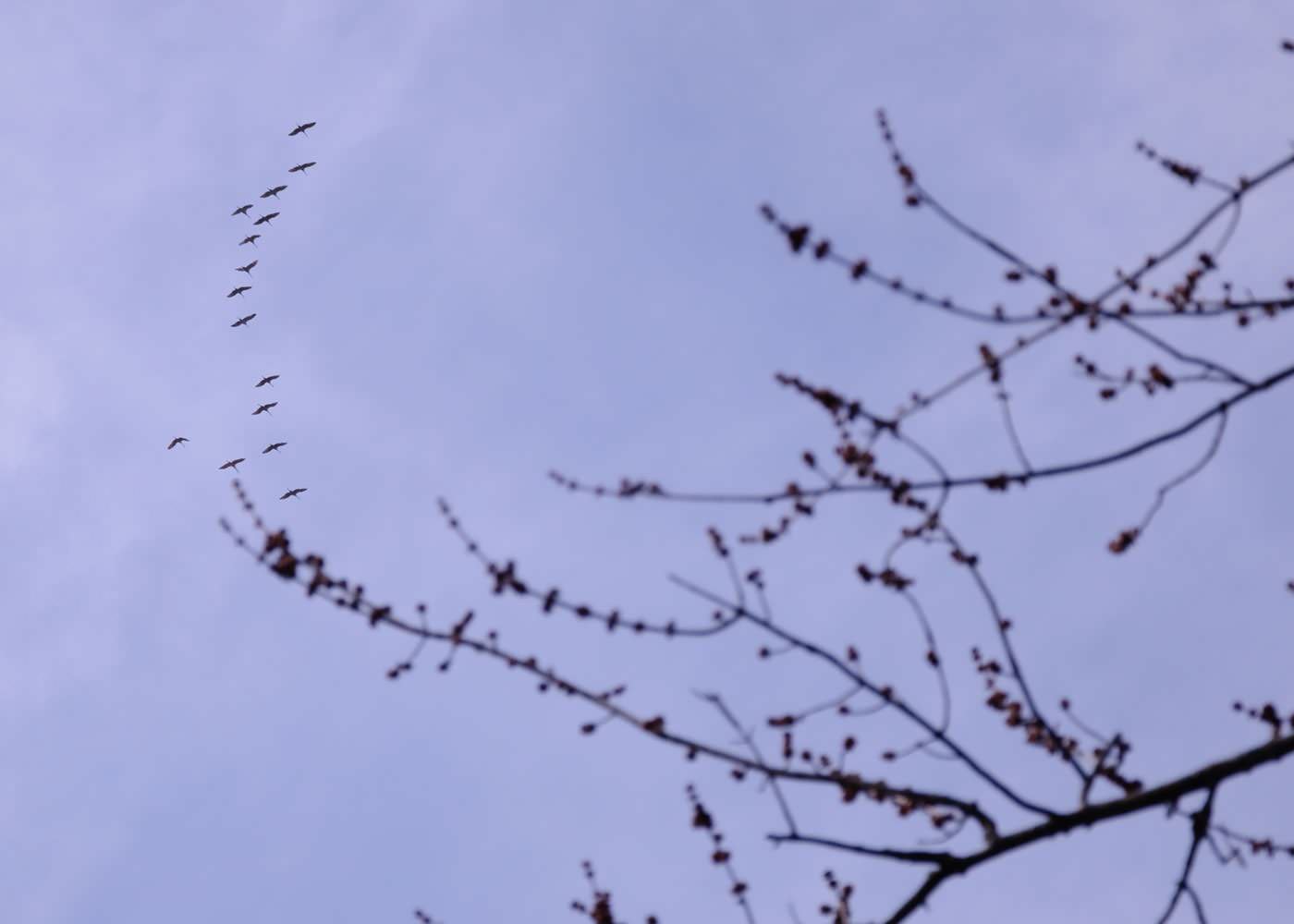 И все-таки уже весна: Календарь садовода на март