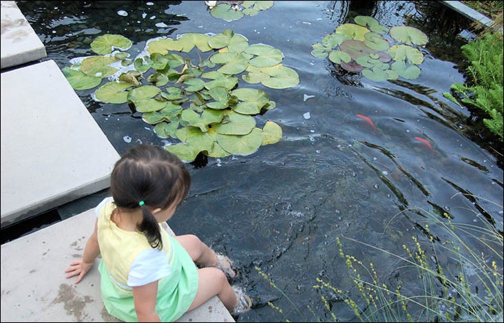 Пруд пруди: Декоративный водоем на участке — что важно знать