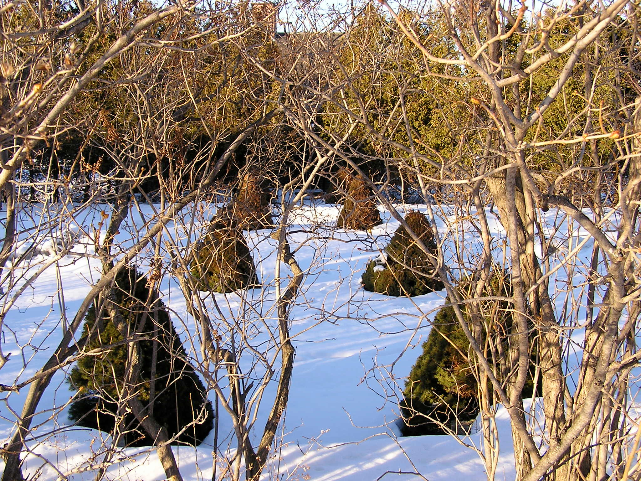 Ледниковый период: Как уберечь растения зимой
