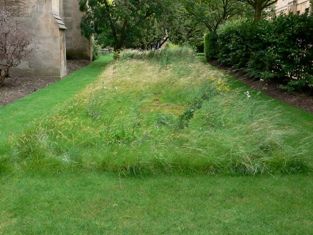 Кушать подано: Гид по питанию садовых и овощных культур