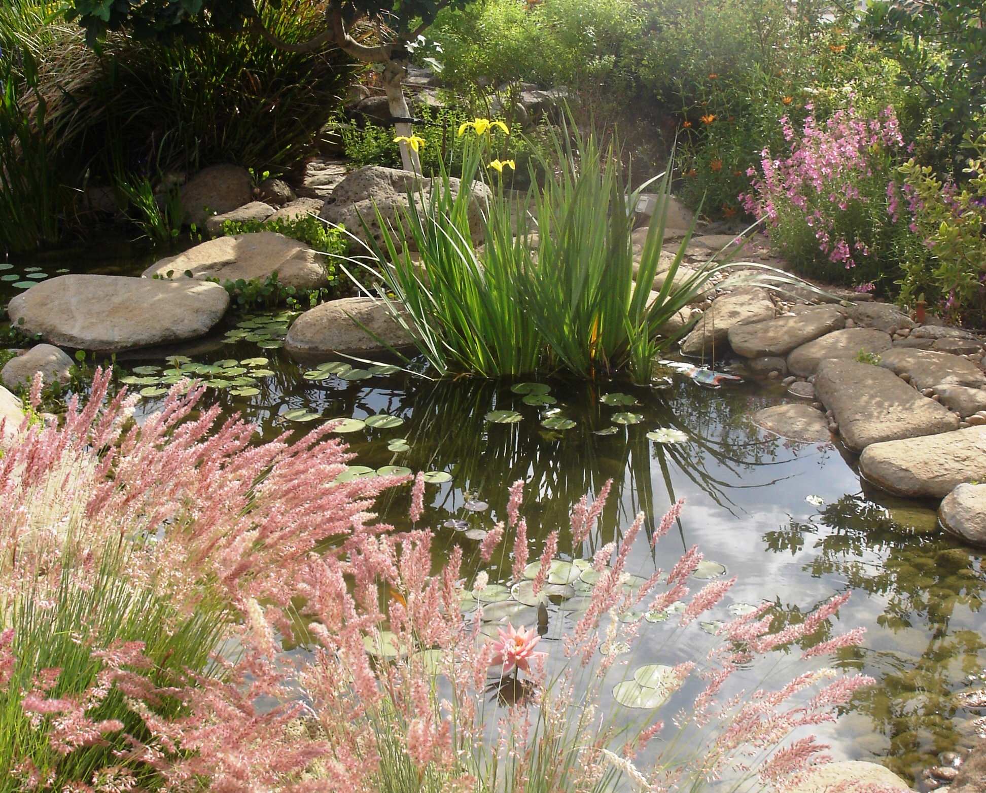 Концы в воду: Декоративные растения для оформления пруда