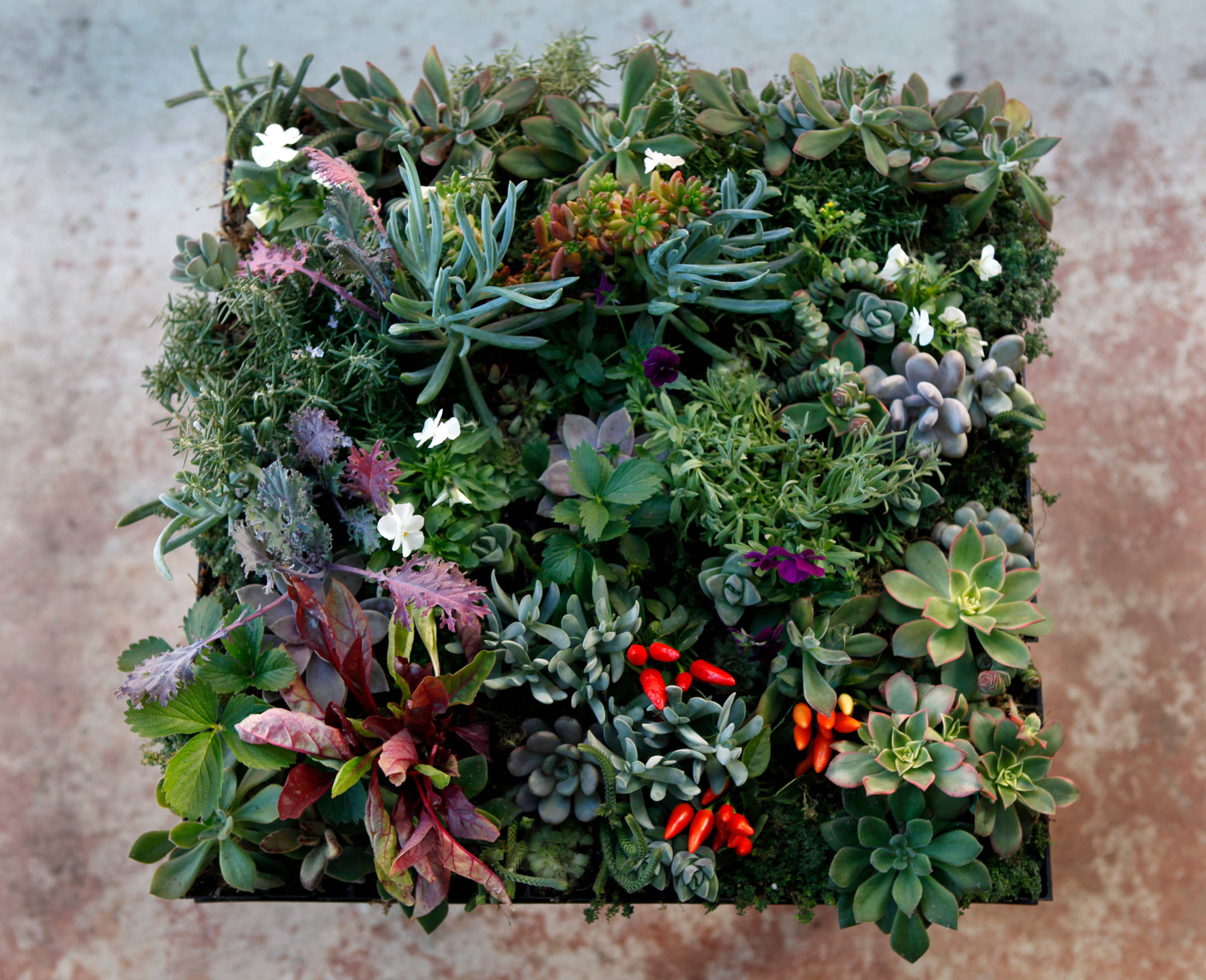 Азбука цветовода: Как выбрать фитомодуль для вертикального сада