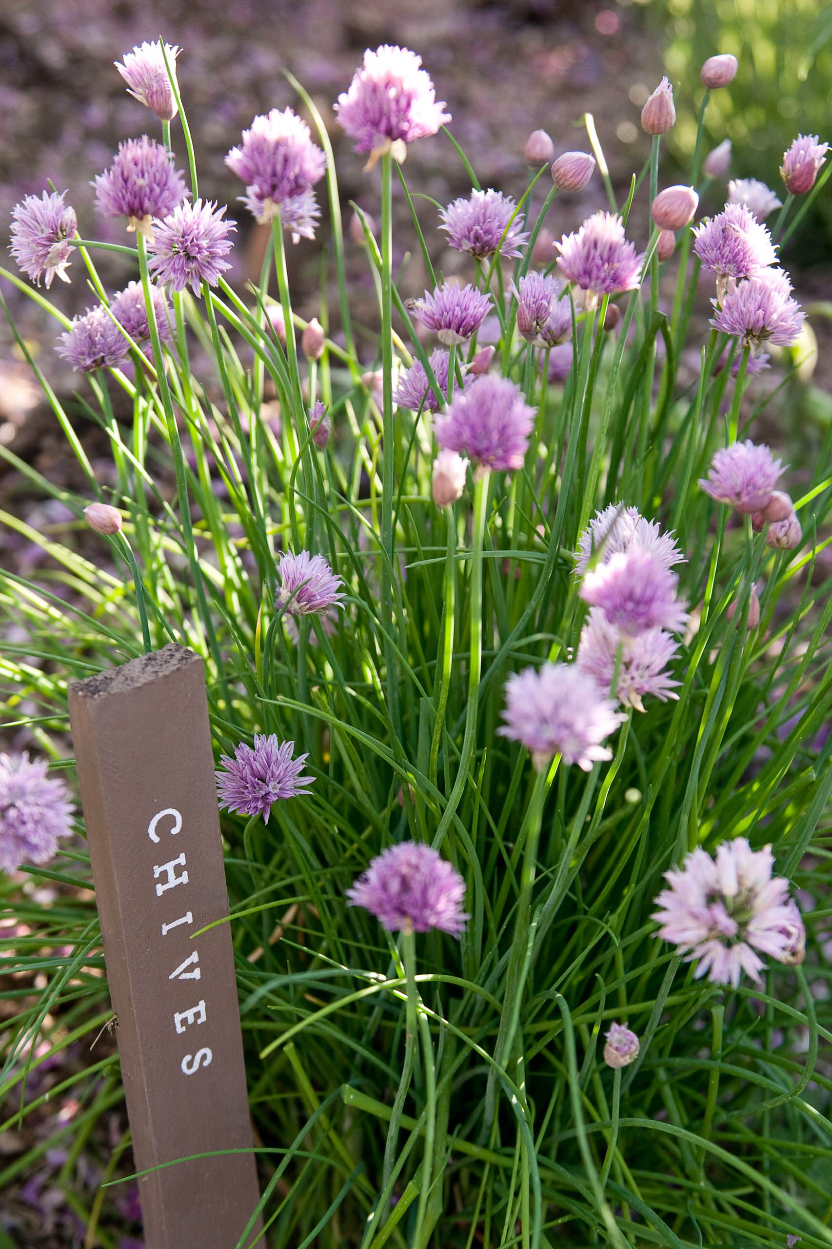 Полезно знать: 8 основных табу при выращивании пряных трав