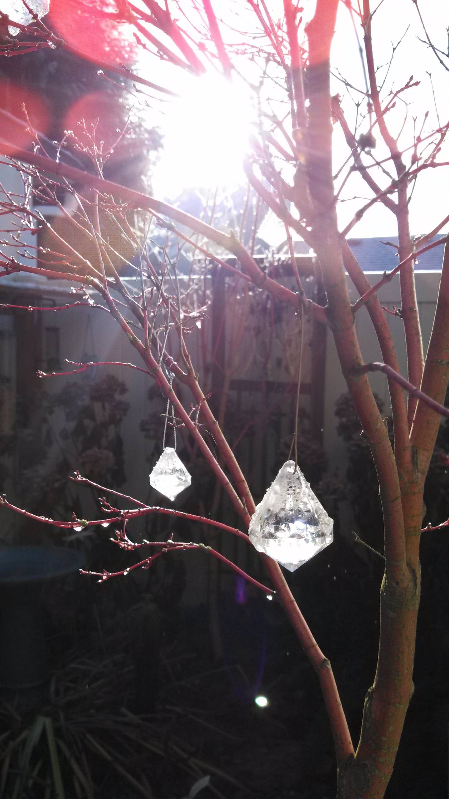 На прививку становись: Зачем и как прививают деревья