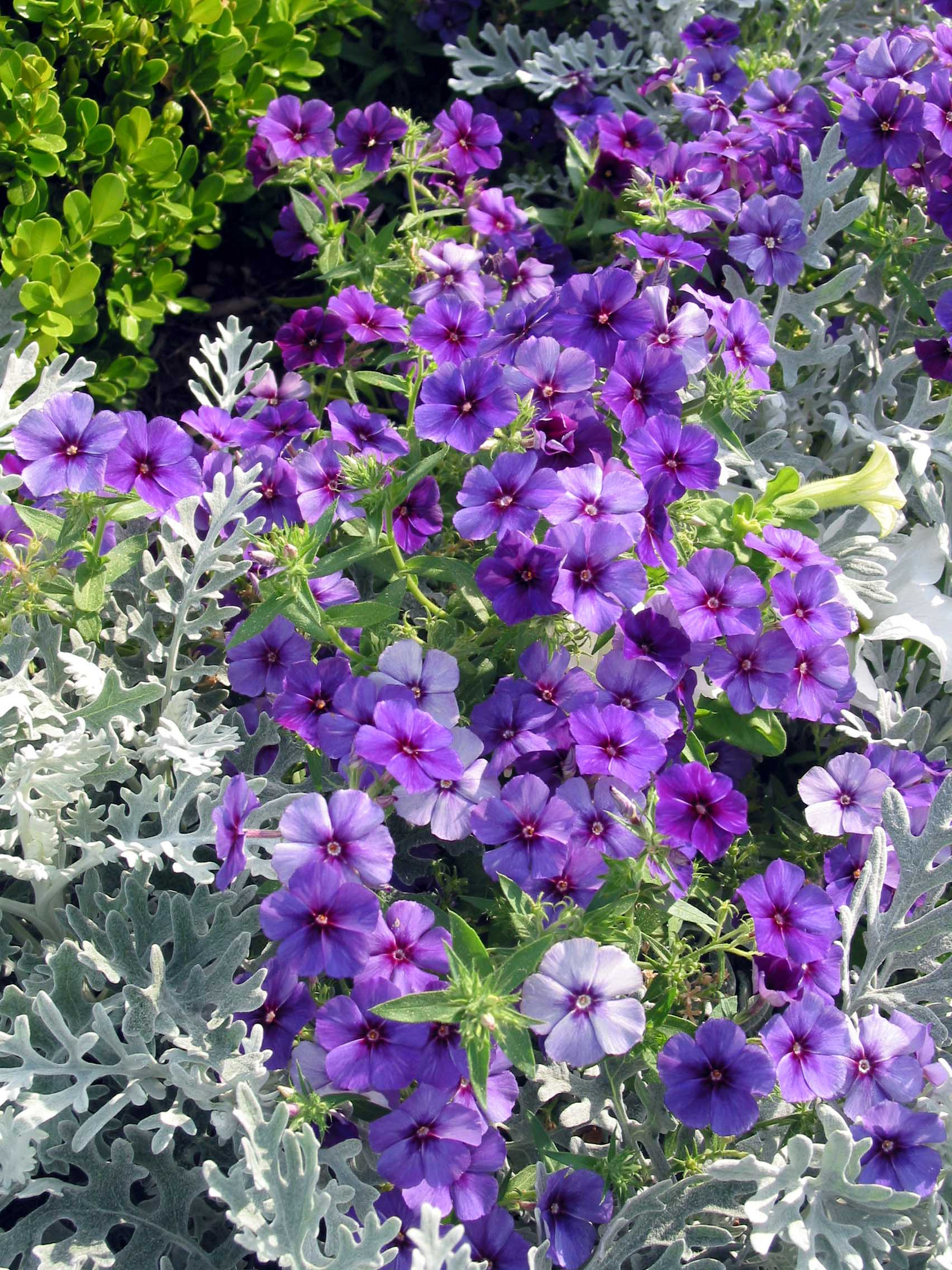 Сад в контейнере: 11 эффектных композиций для вашего балкона