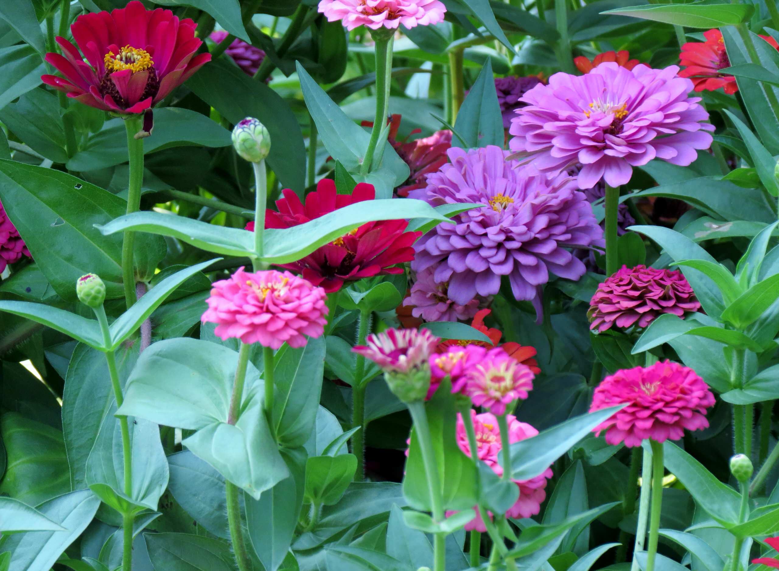 Хороший вопрос: Что посадить — однолетники или многолетники?