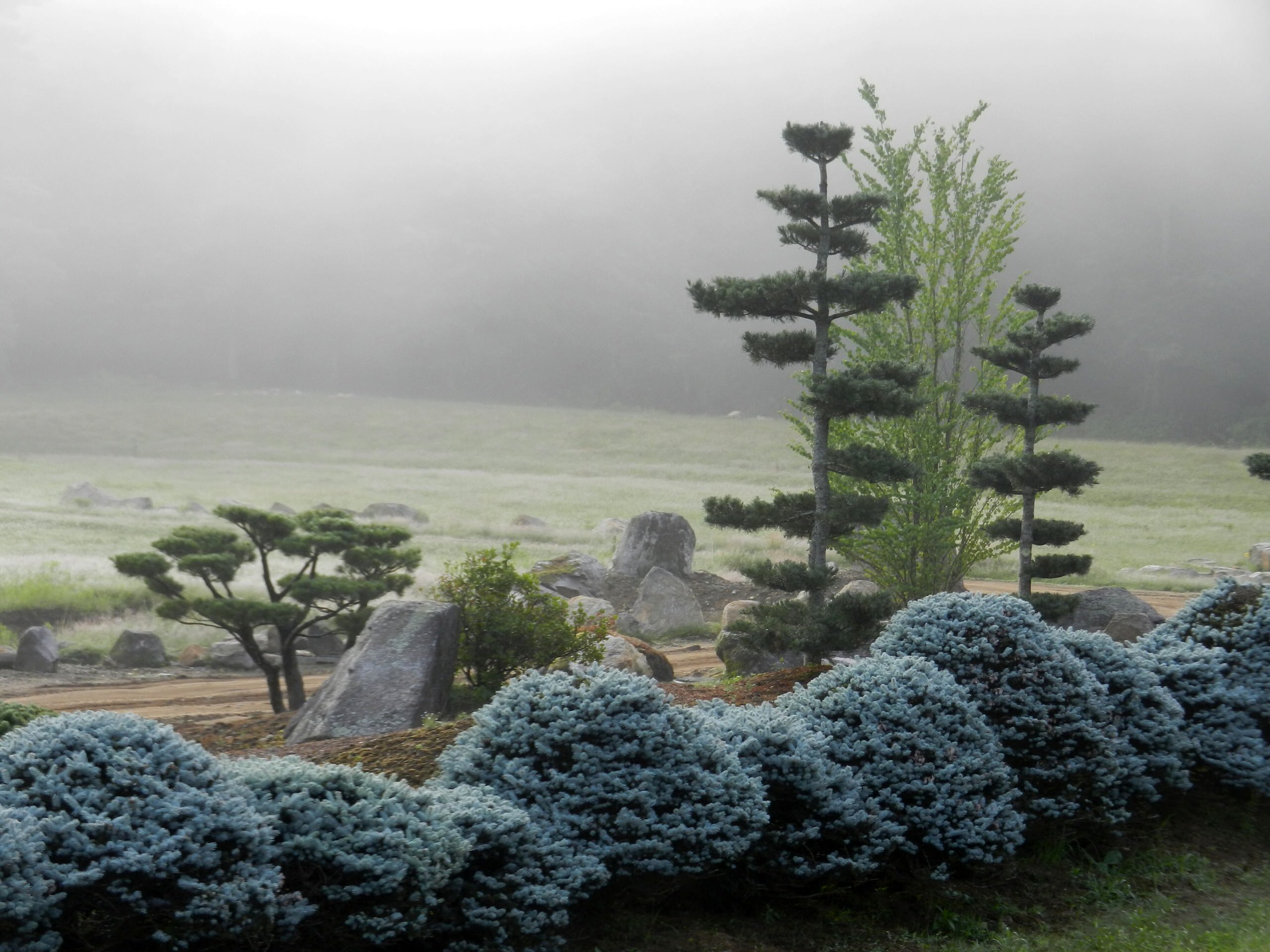 Хвойные растения в саду: Выбор и применение