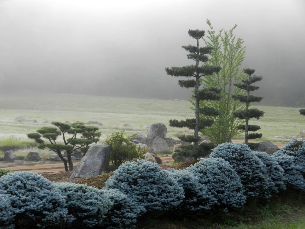 Хвойные растения в саду: Выбор и применение