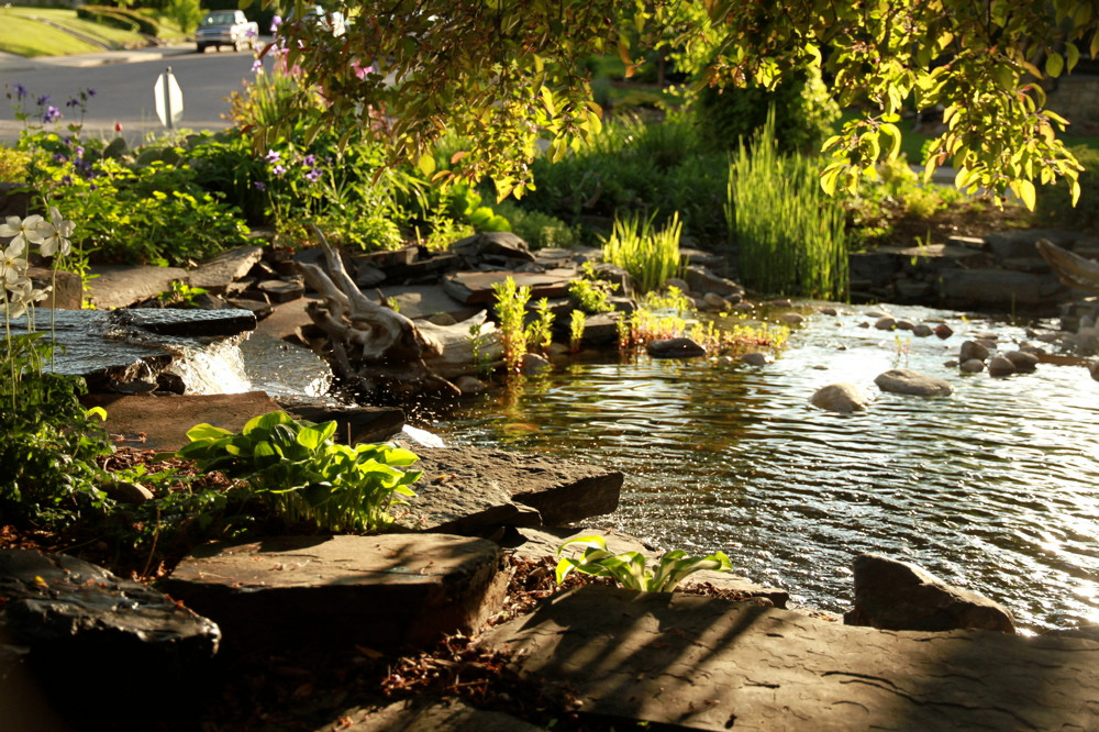 Пруд пруди: Декоративный водоем на участке — что важно знать