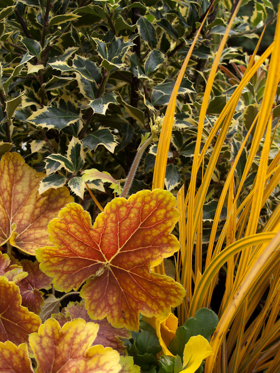 Растения: Выбираем декоративнолистные для сада