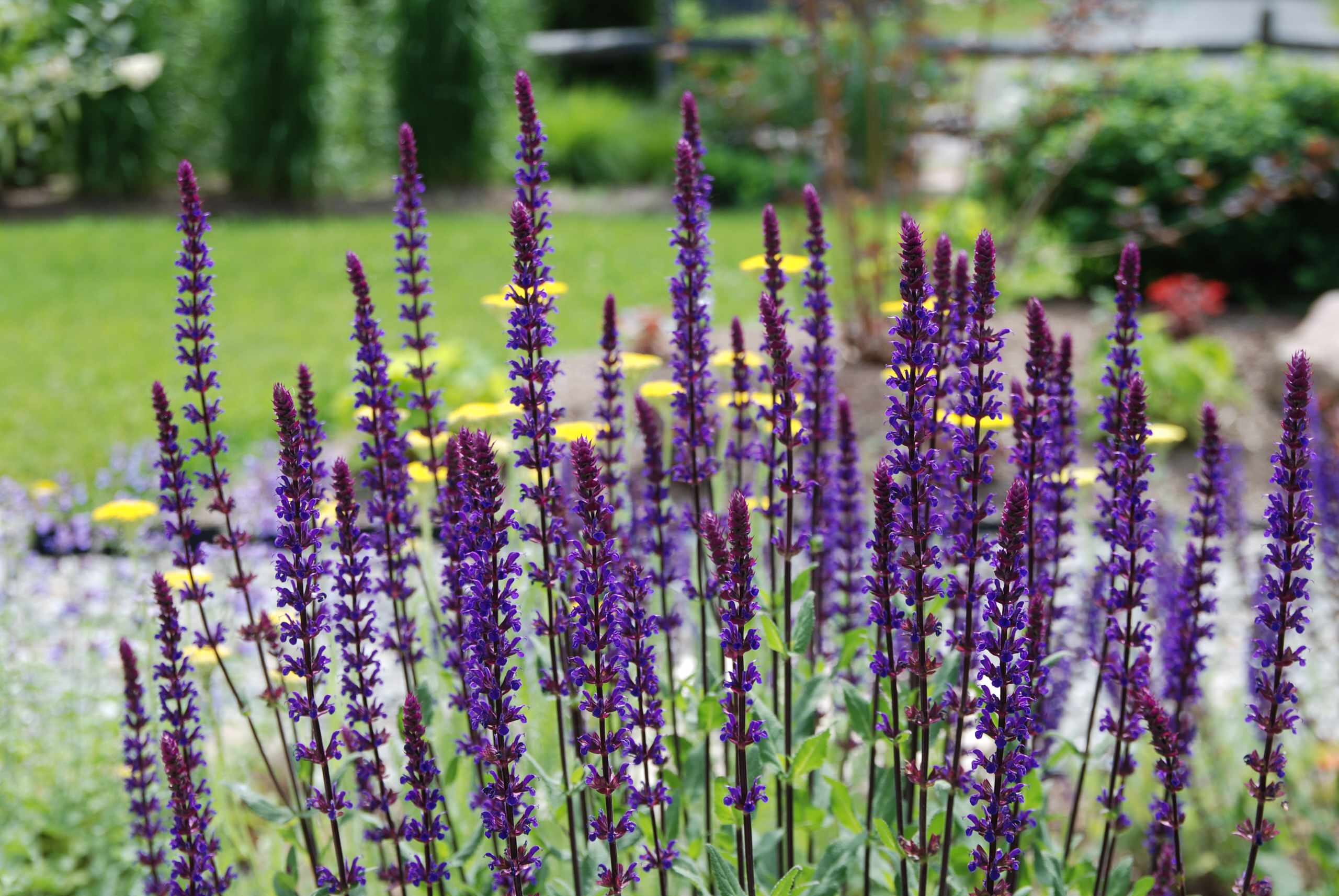 Уроки Chelsea Flower Show: Какими модными цветами украсить сад