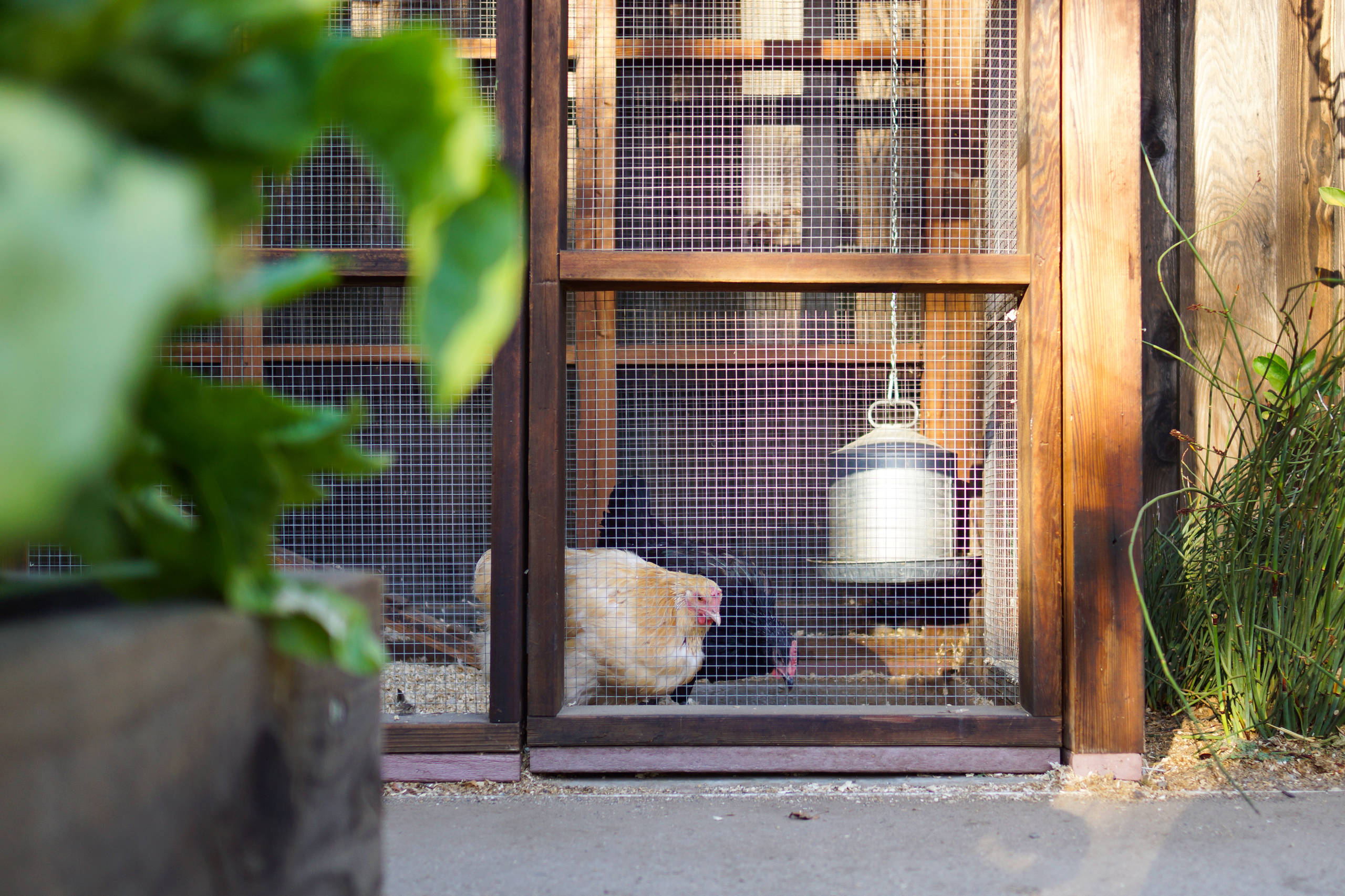 Мир дизайна: 10 счастливых питомцев и их места обитания в доме