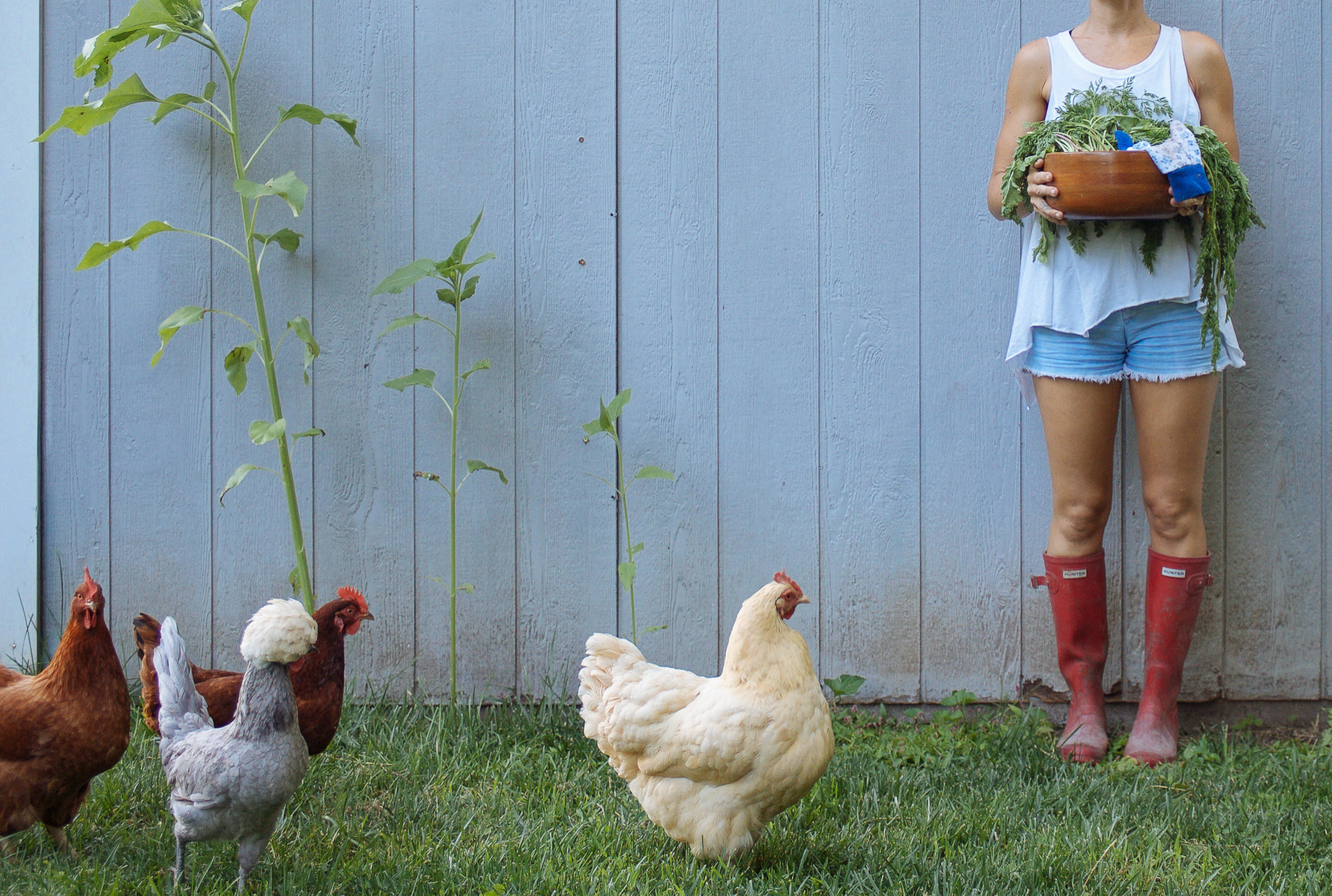 Кушать подано: Гид по питанию садовых и овощных культур