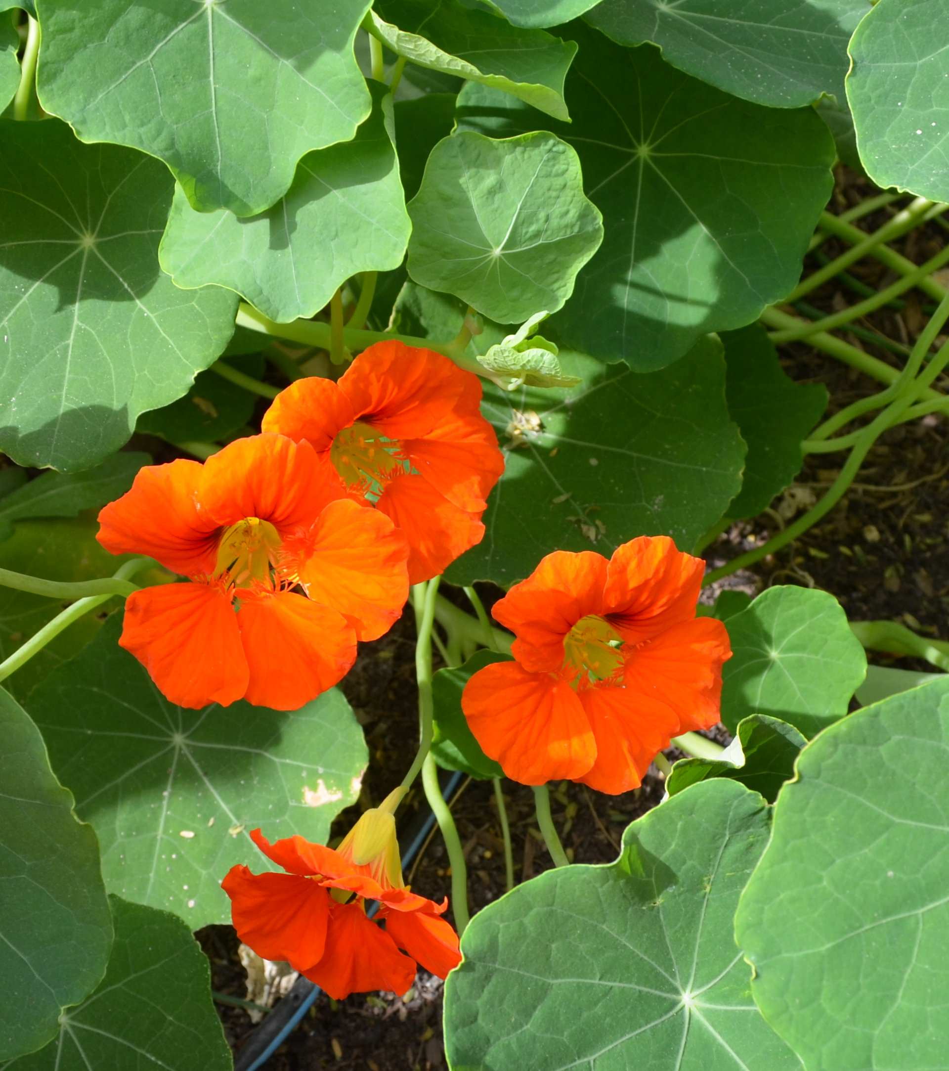 Дети в саду: Обустройство детской клумбы и выбор растений