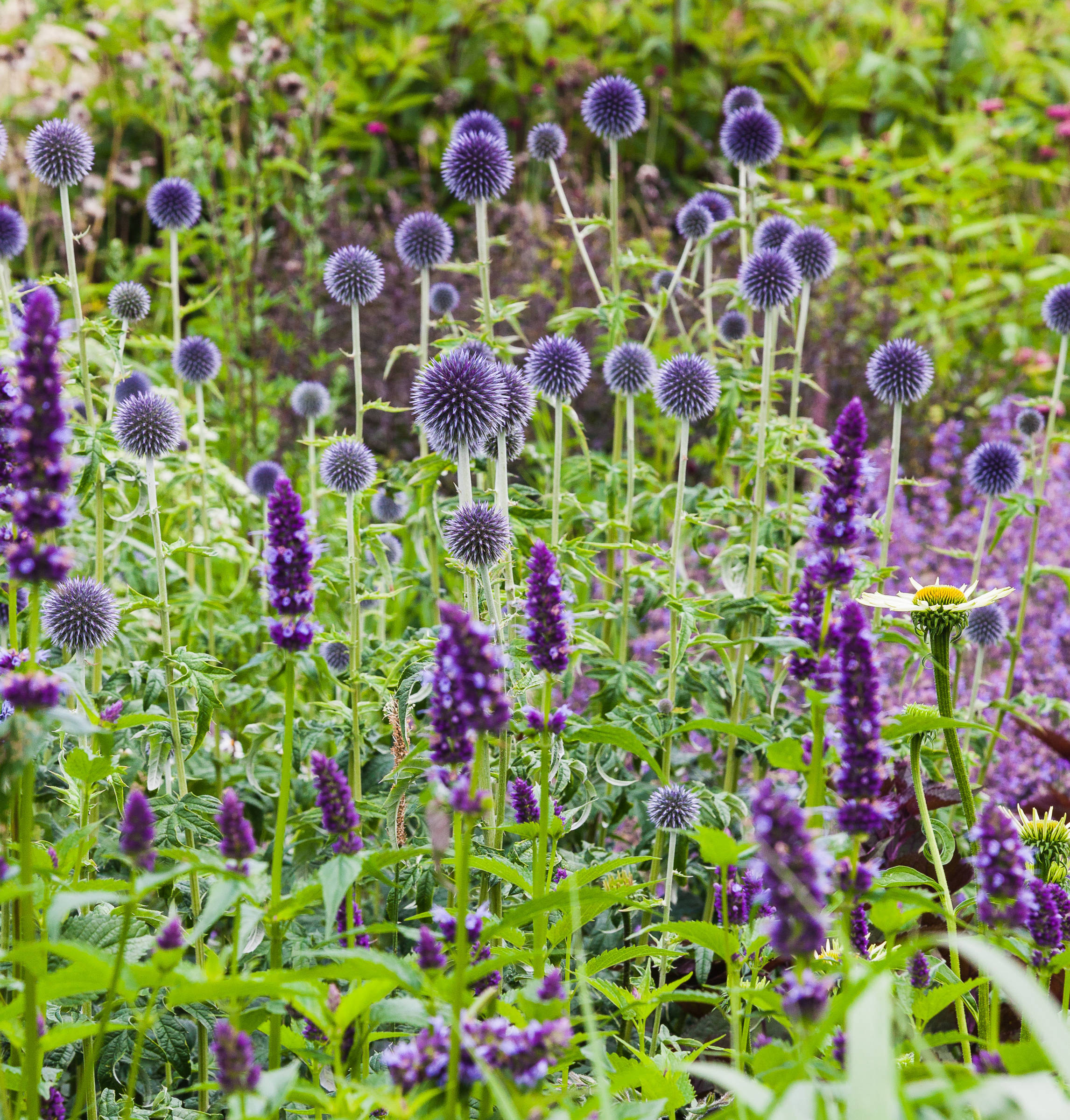 Что посадить: Сухоцветы для букетов и цветника