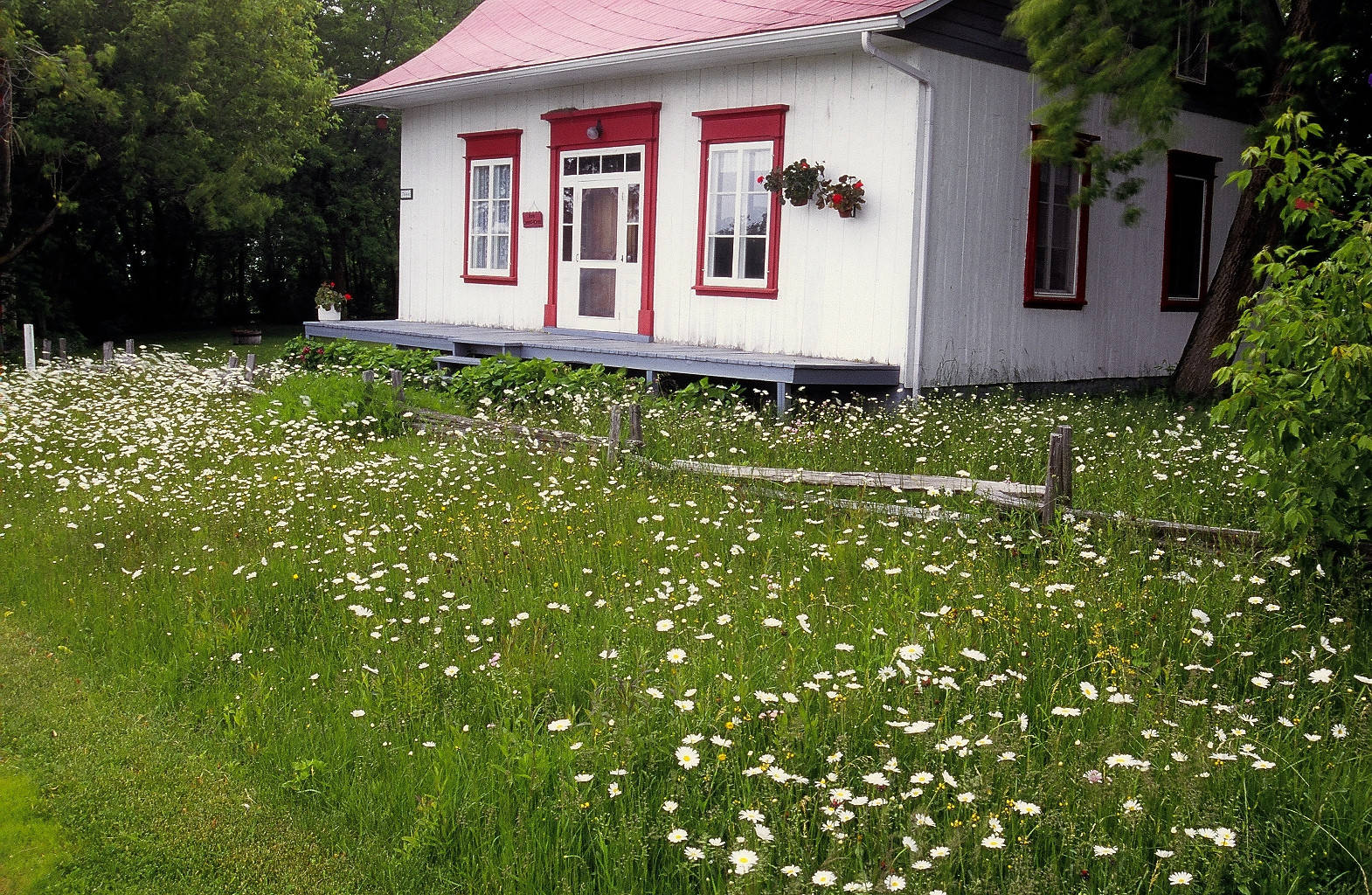 Сад легкого ухода: Луг вместо газона