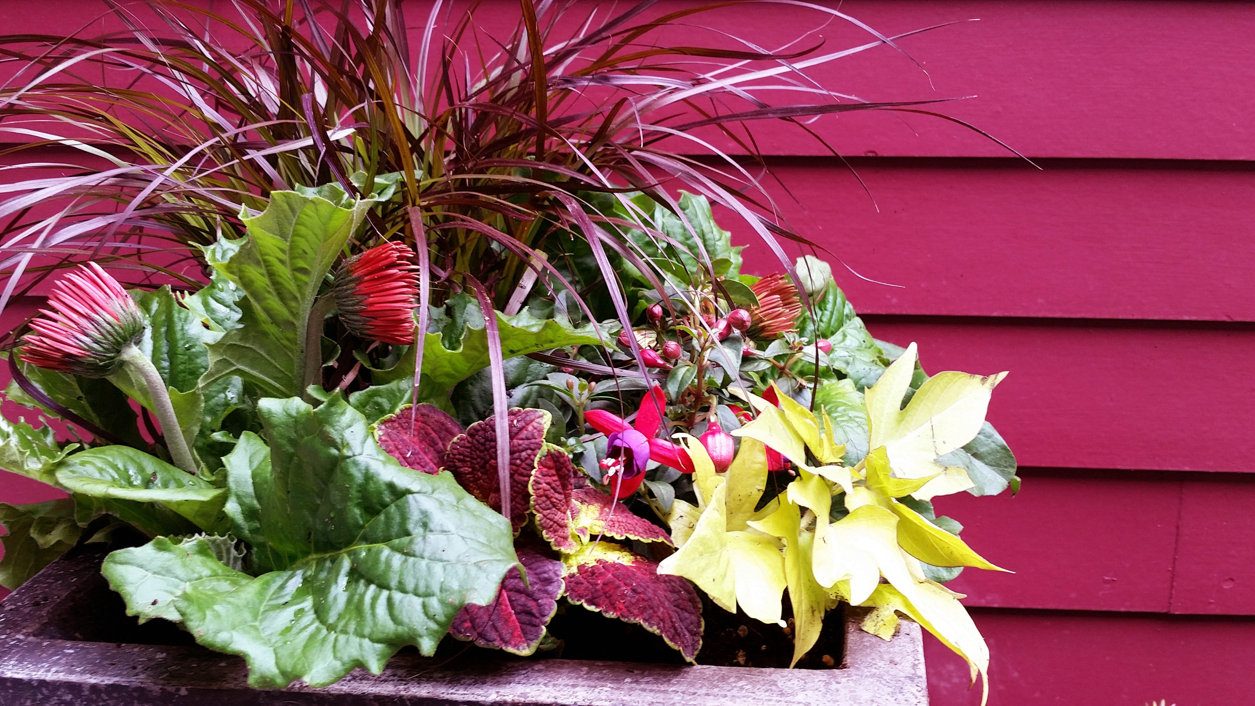 Как правильно: Сделать горшечный сад в середине лета