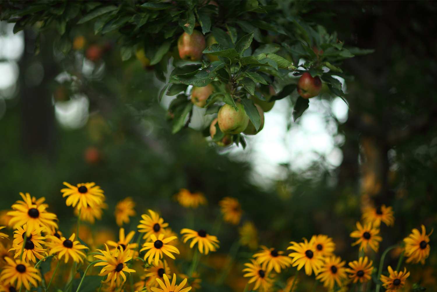 На прививку становись: Зачем и как прививают деревья