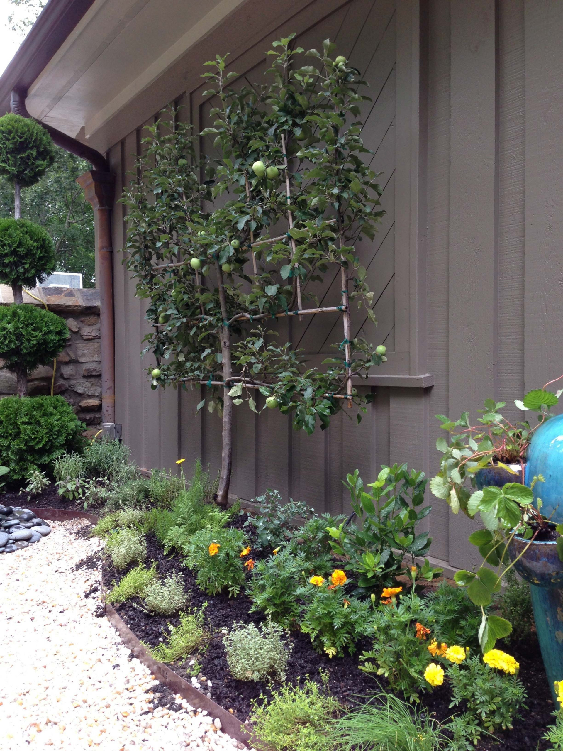 Шпалера в саду: Как вырастить деревья необычной формы