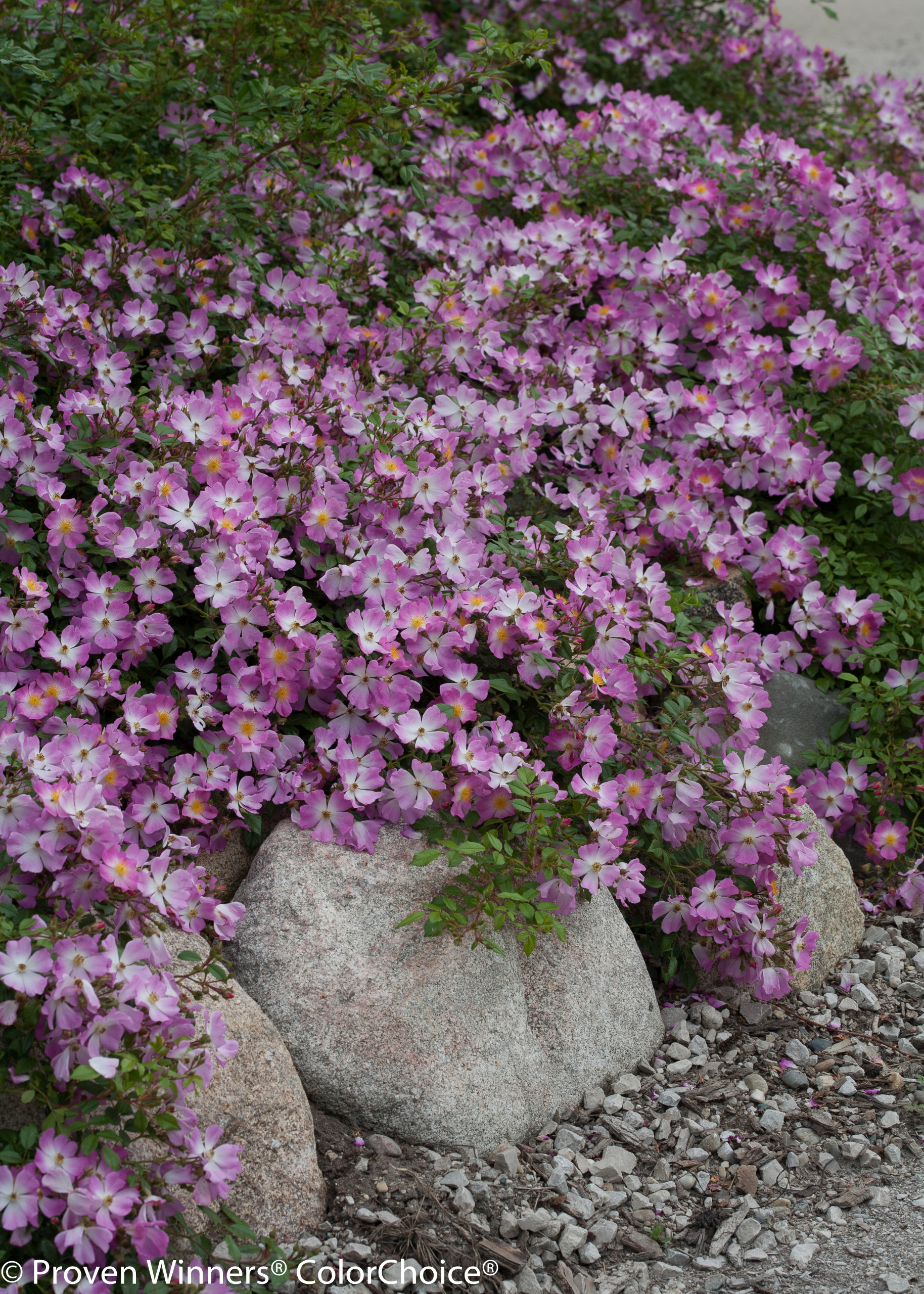 Почвопокровные растения: Зеленый ковер для сада
