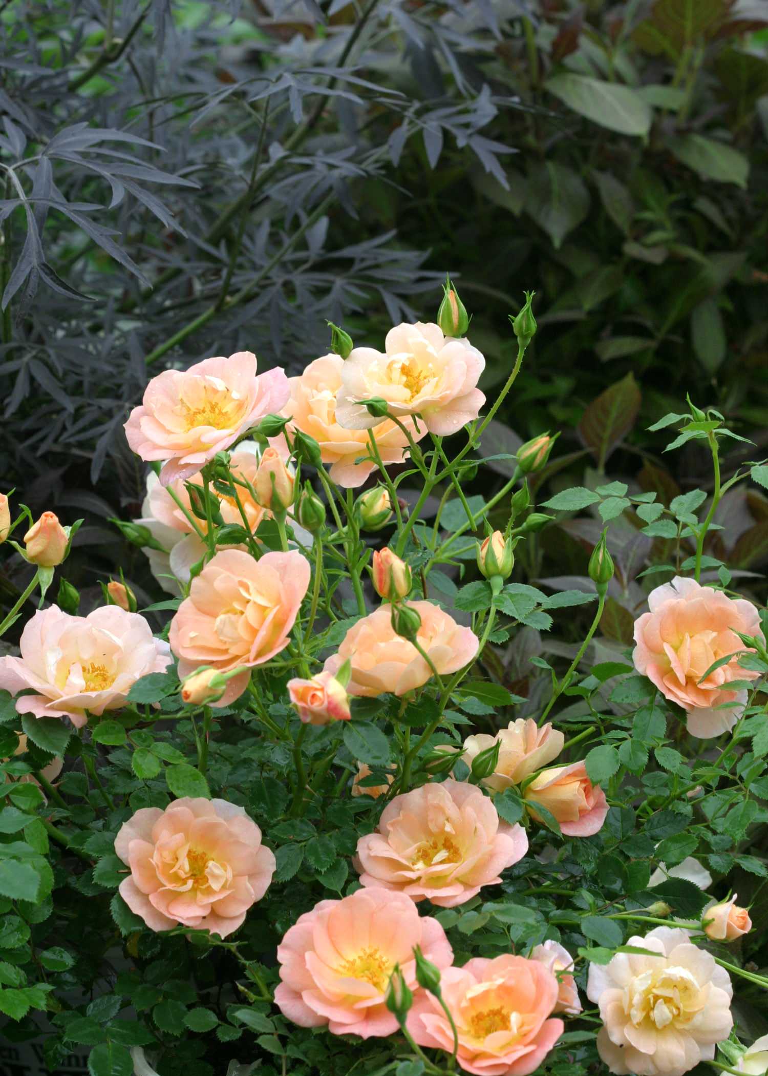 Кушать подано: Гид по питанию садовых и овощных культур