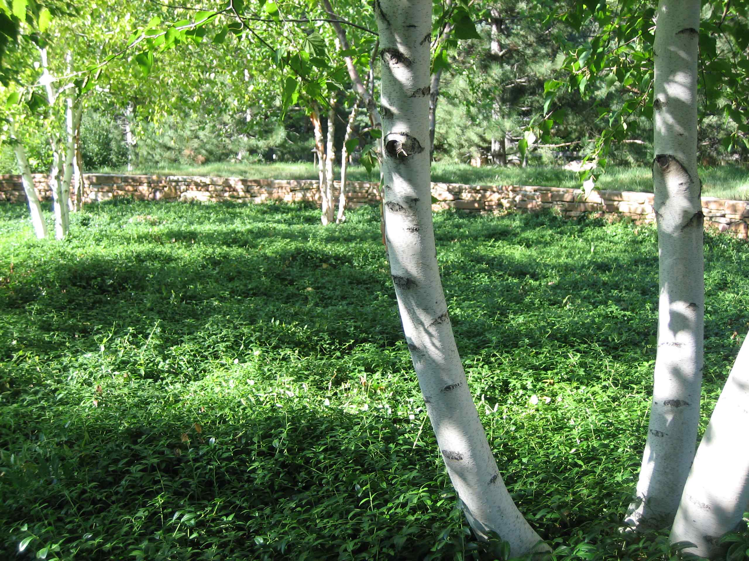 Корневая система растений: Почему важно в ней разбираться