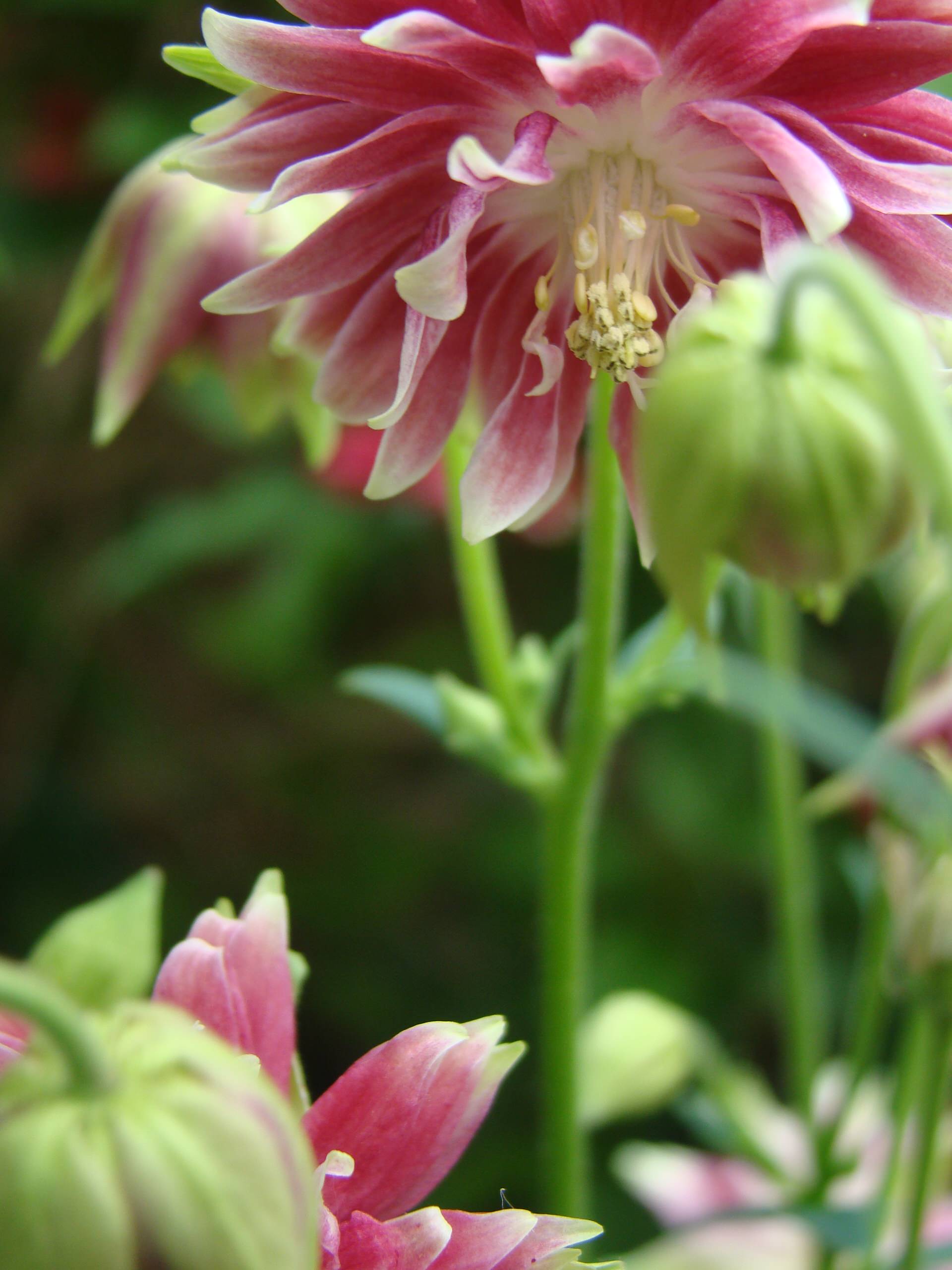 Дизайн клумбы: Шаг за шагом