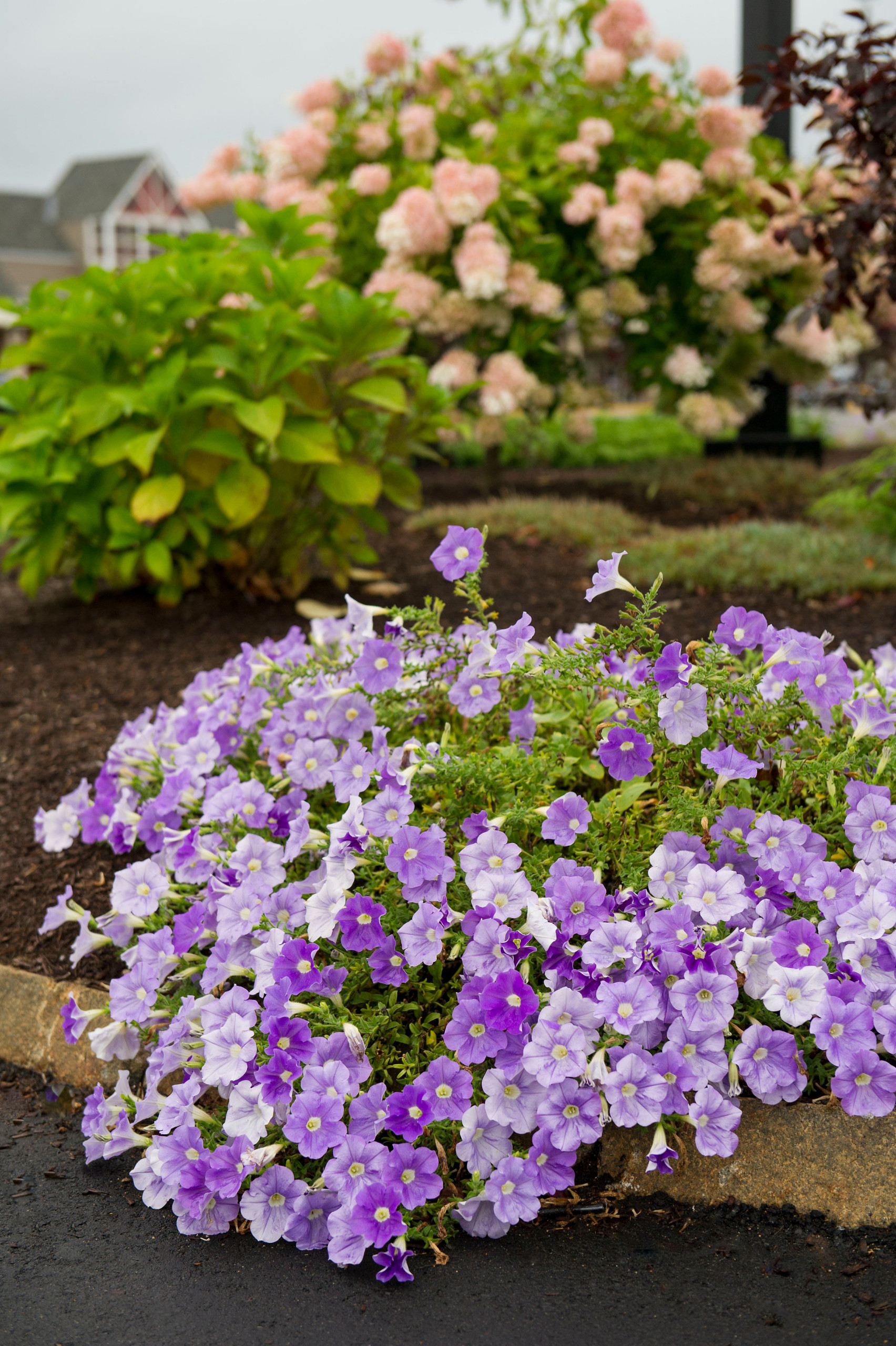 Работа над ошибками: Что пошло не так на клумбе