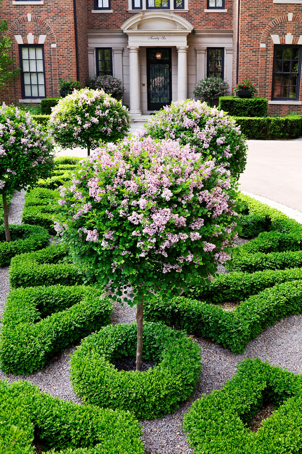 На прививку становись: Зачем и как прививают деревья