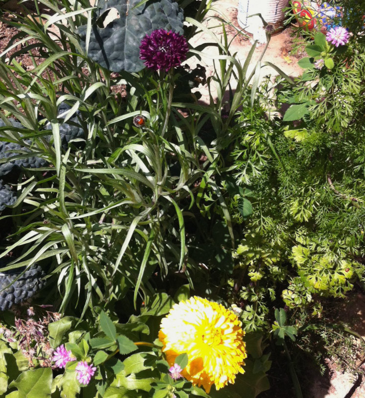 Живой сад: С бабочками, пчелами и жуками — что надо посадить