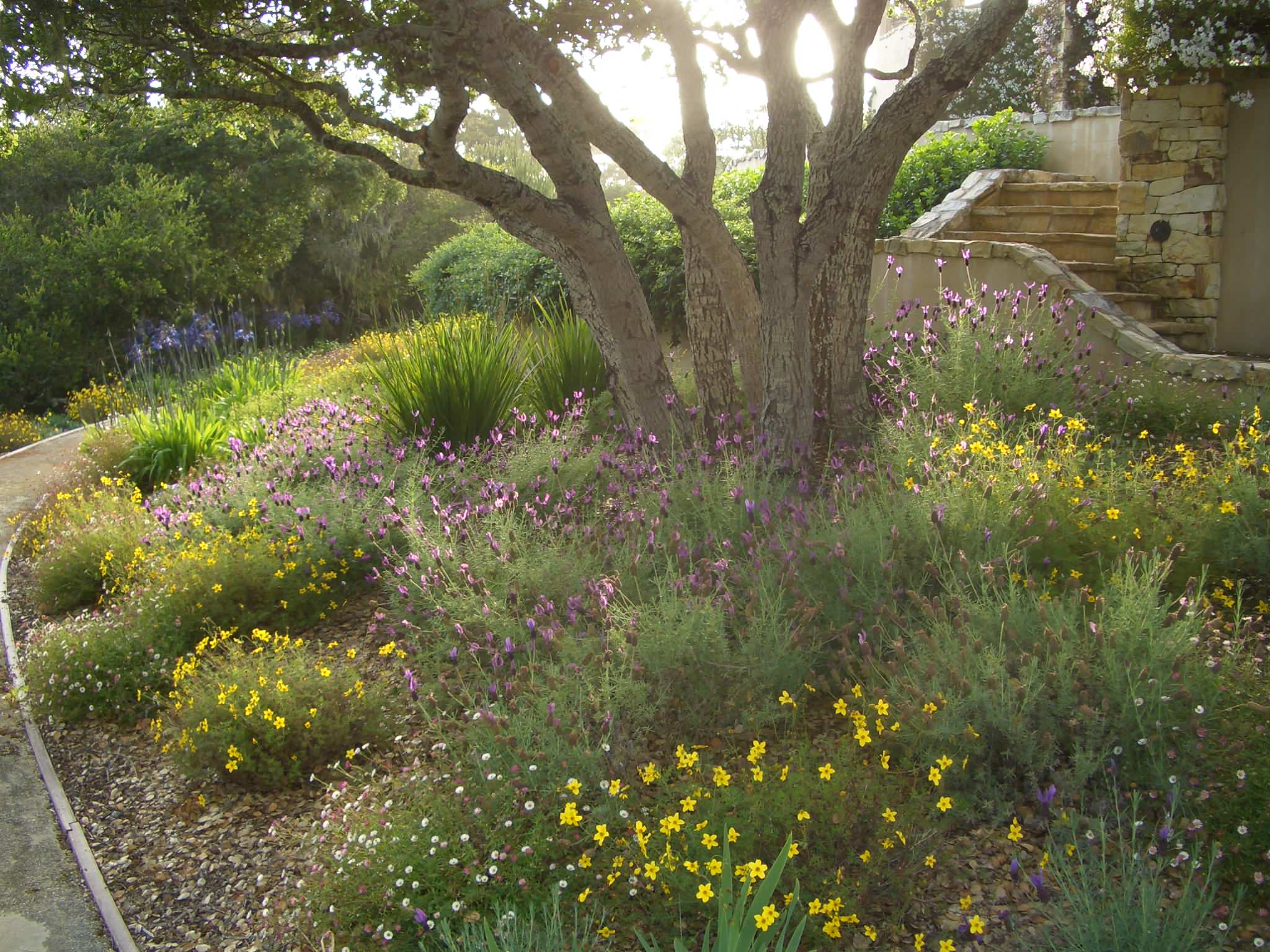 Засуха в саду: Ксероскейпинг — что об этом стоит знать