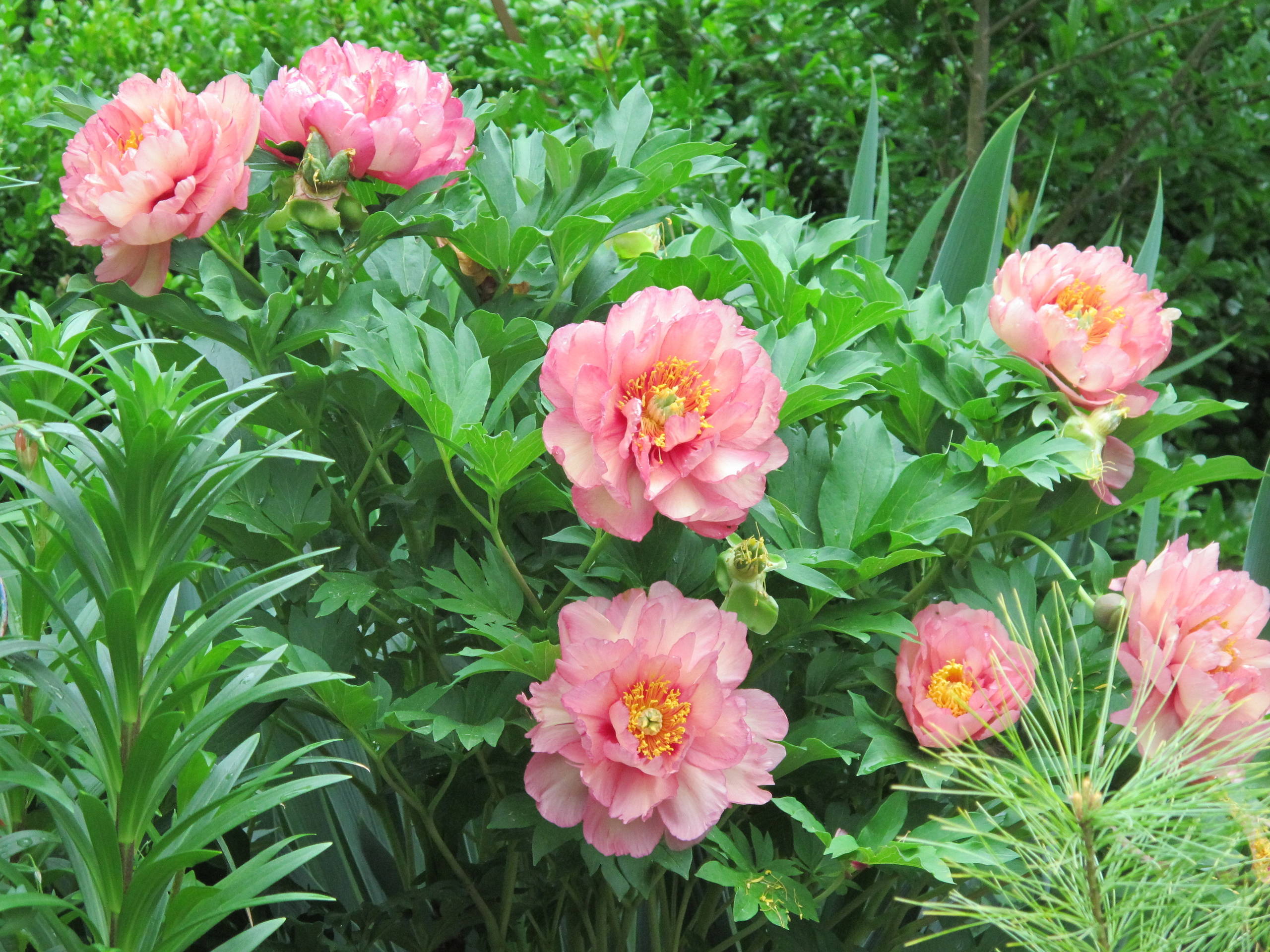 Пионы: выбираем подходящий сорт, высаживаем в грунт